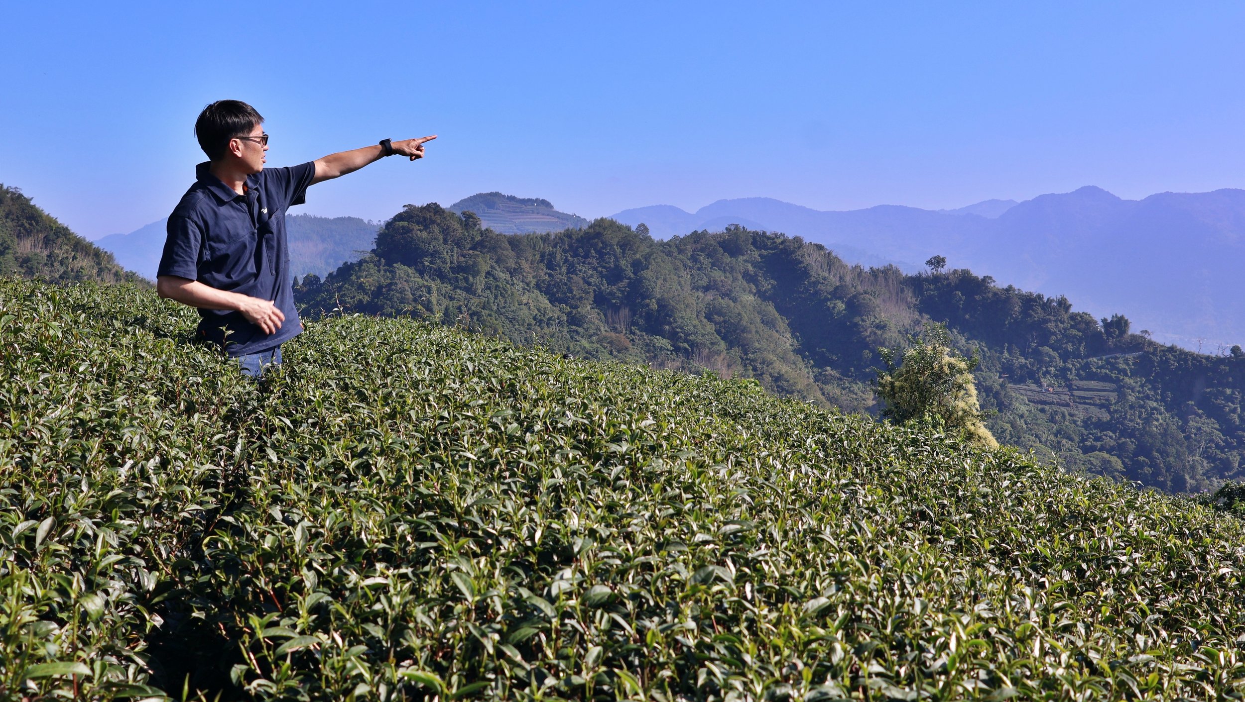 The T Scout|Alishan Tea Tasting with A Campion Tea Maker