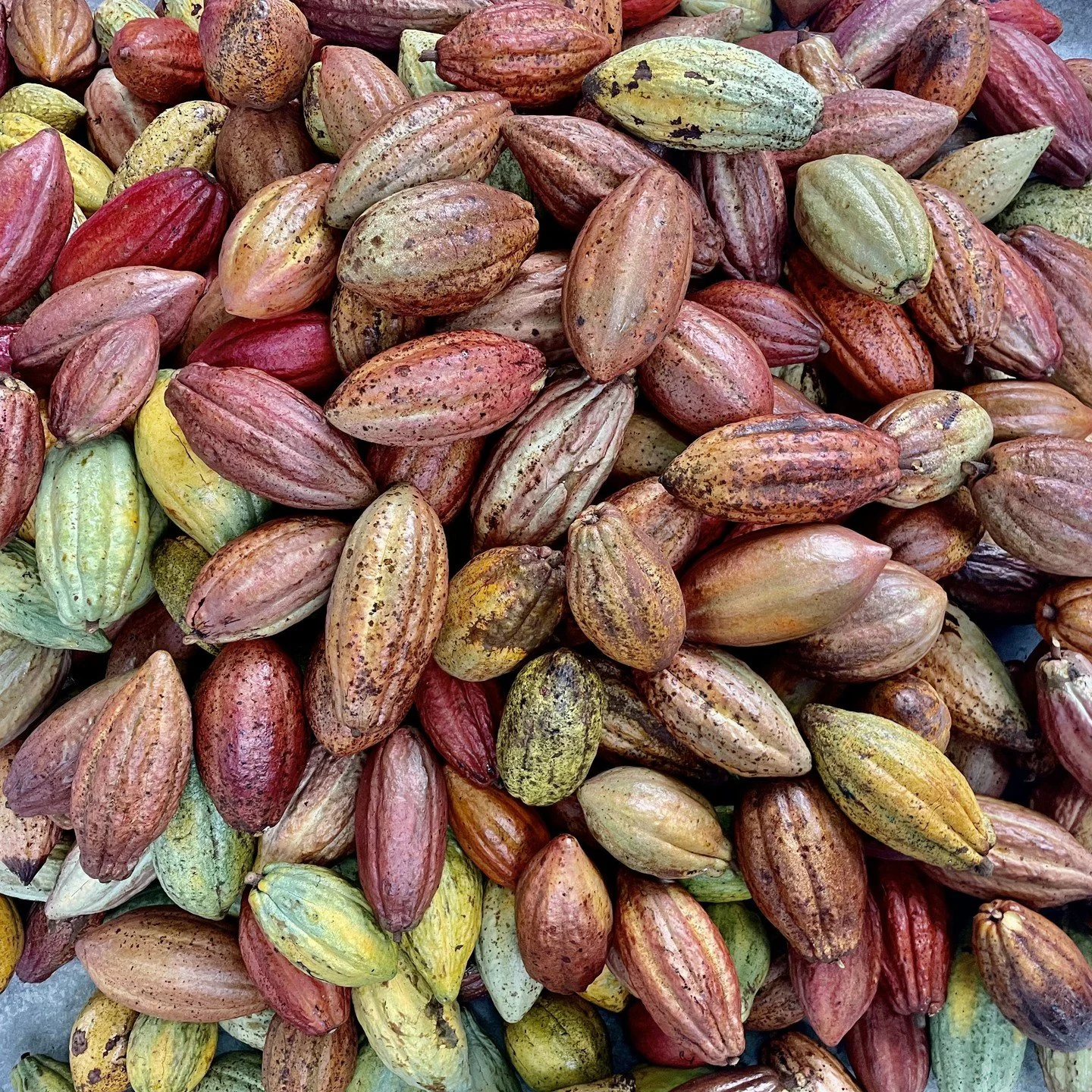 The best cacao you've never heard of grows where betel nuts used to.

Taiwan's Pingtung farmers didn't plan to make world-class chocolate &mdash; they just needed something to plant after the betel nut market collapsed. What grew back was extraordina