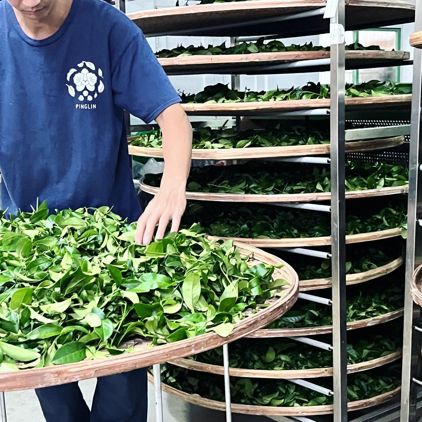 #BaozhongTea, Spring exclusive! 🌸

Before 1885, Taiwan's tea wasn't good enough to stand alone &mdash; it had to be scented with fresh flowers like jasmine and osmanthus just to smell nice. Hard to imagine, but the industrial district of Sanchong wa