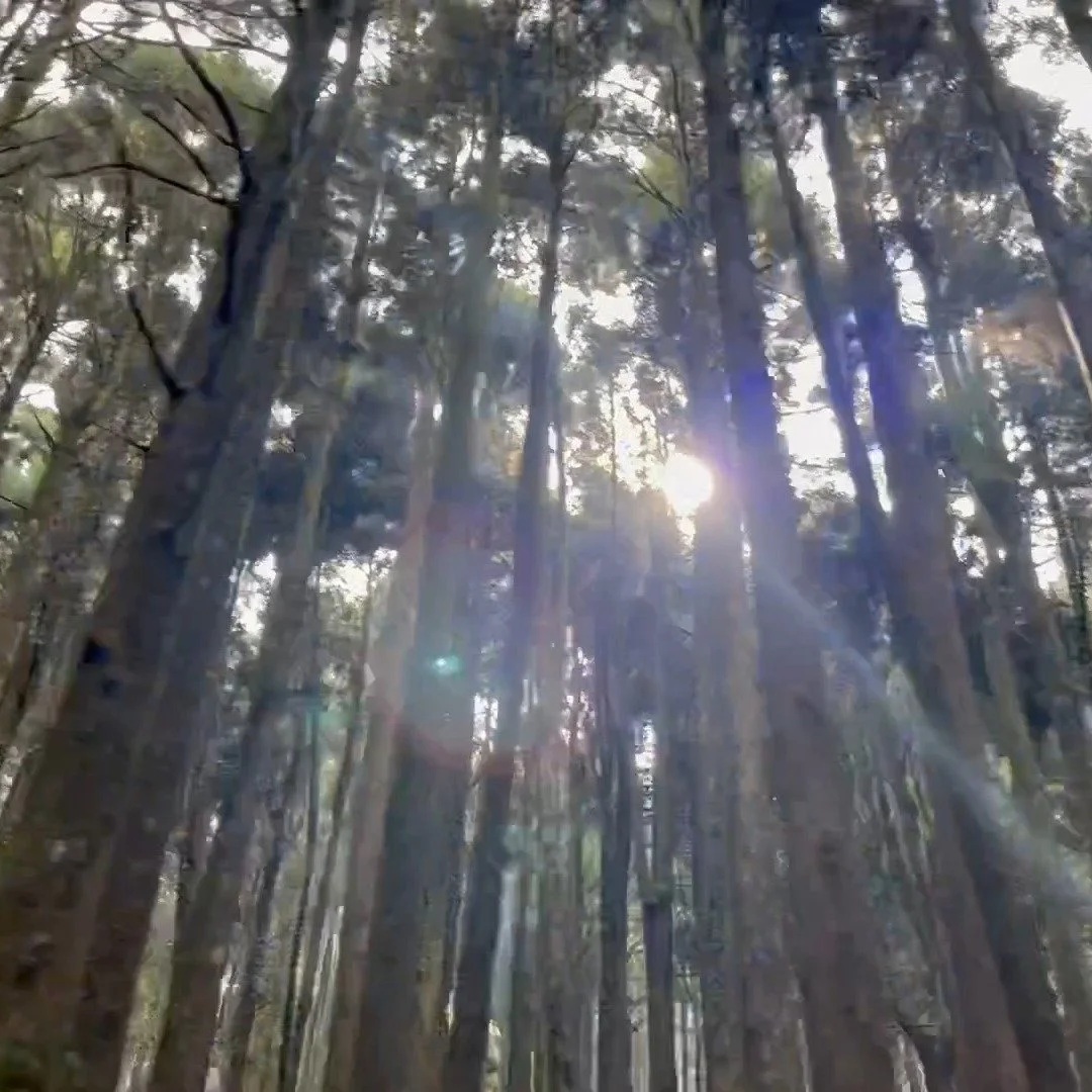 Your weekend plans, sorted. 🌿
Taiwan's biggest forest market is back for its 9th year &mdash; April 24&ndash;26 at Yuanshan Expo Park, Taipei.

50+ brands. Fresh-cut timber. Bamboo everyday goods. Plush toys of Taiwan's protected wildlife. Native pl