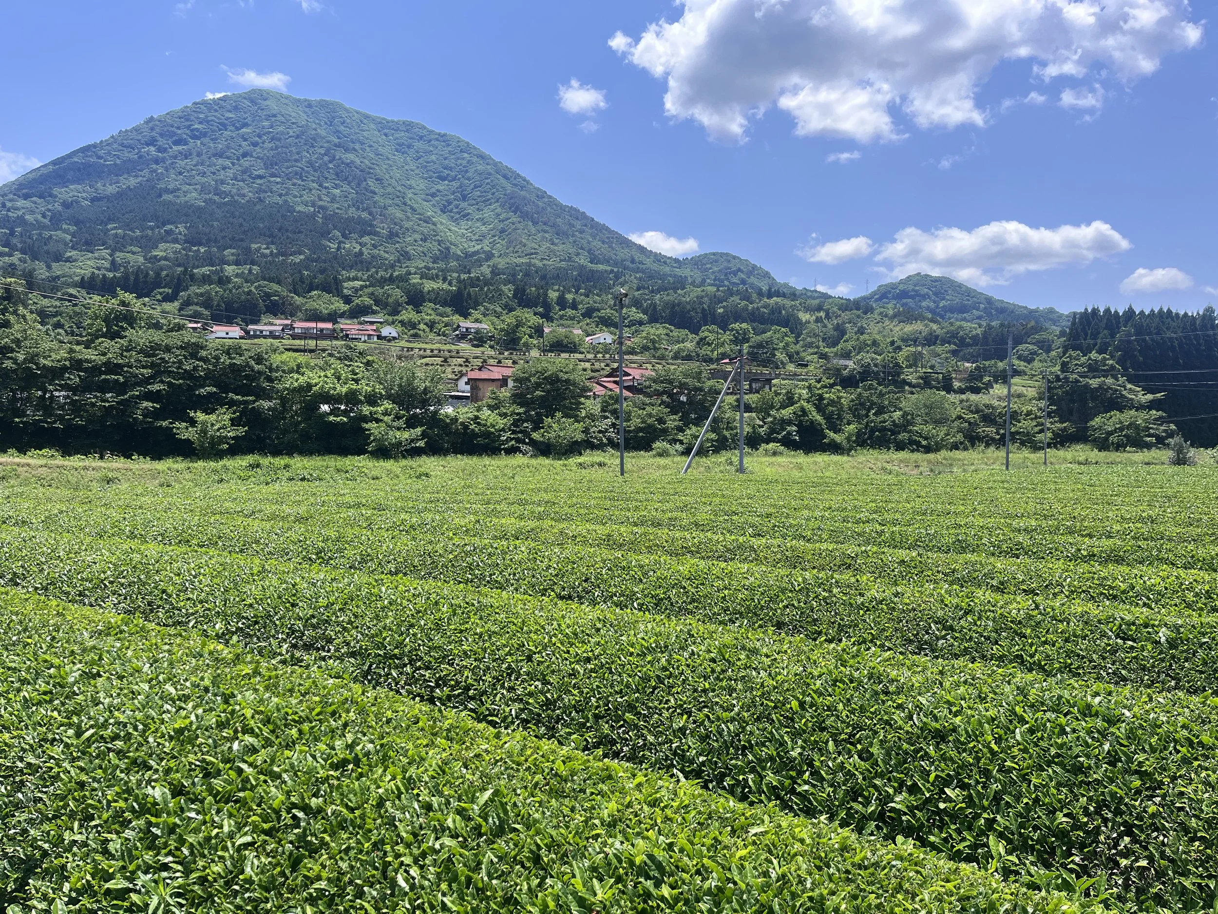Japan・Tsuwano・— Shūsuien Tea Estate
