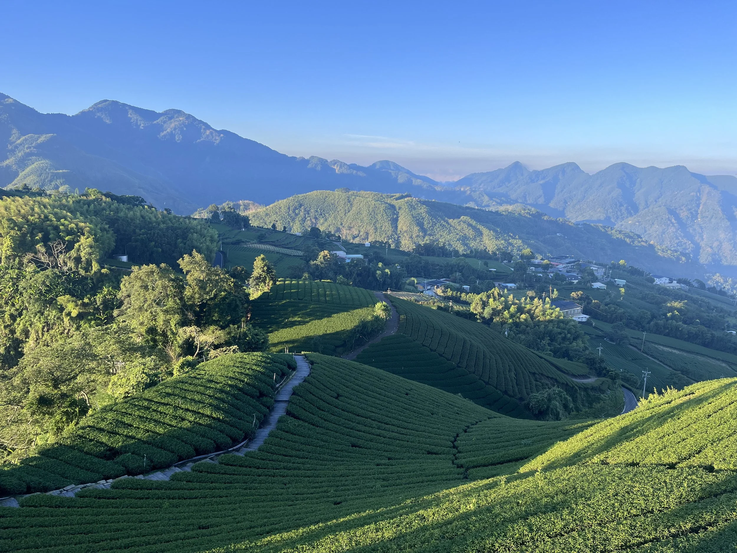 Alishan · Organic Tea Farm &amp; Cabin Tasting Experience