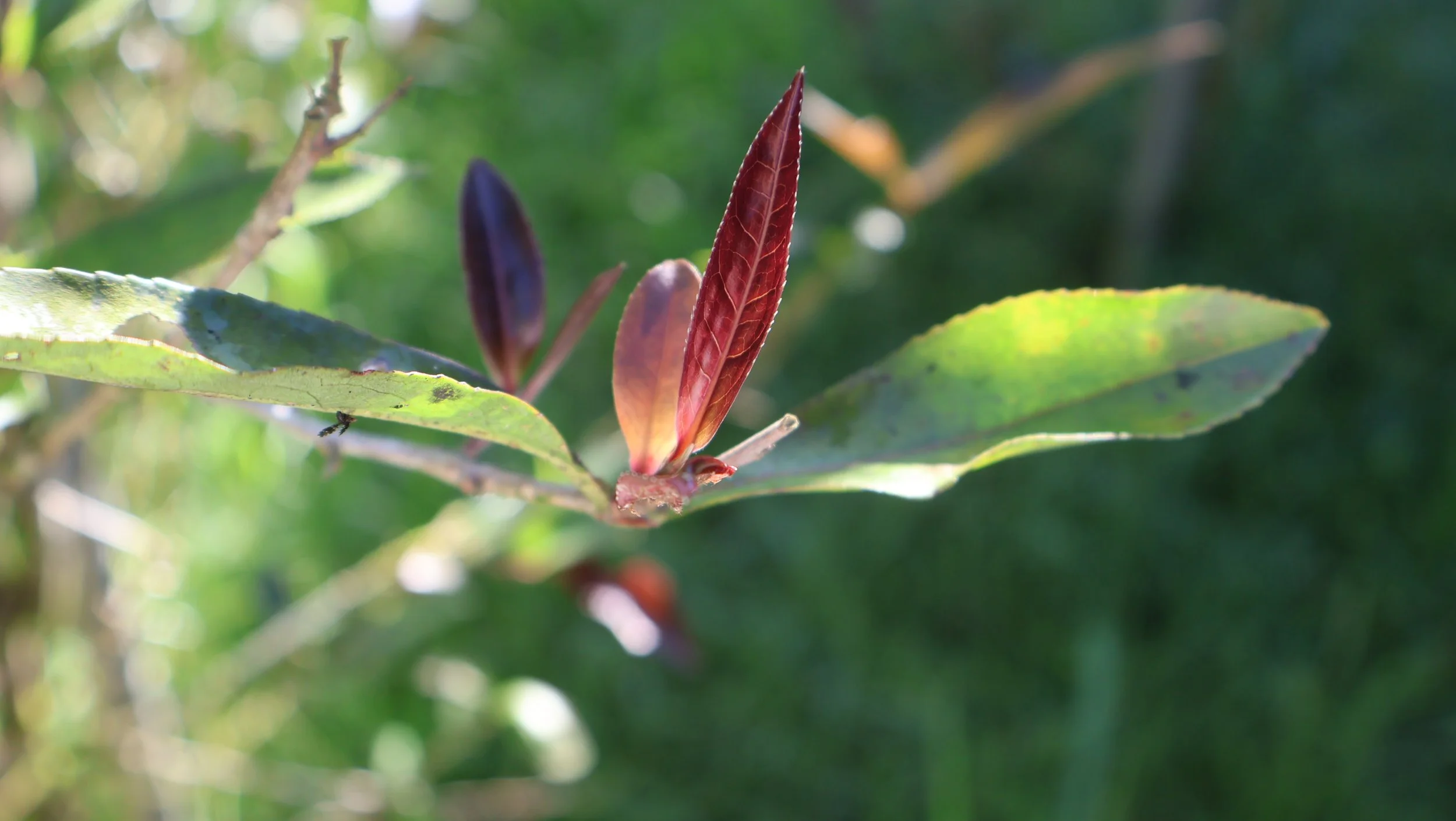 Pinglin・Taiwan's Pioneer of Wild Tea