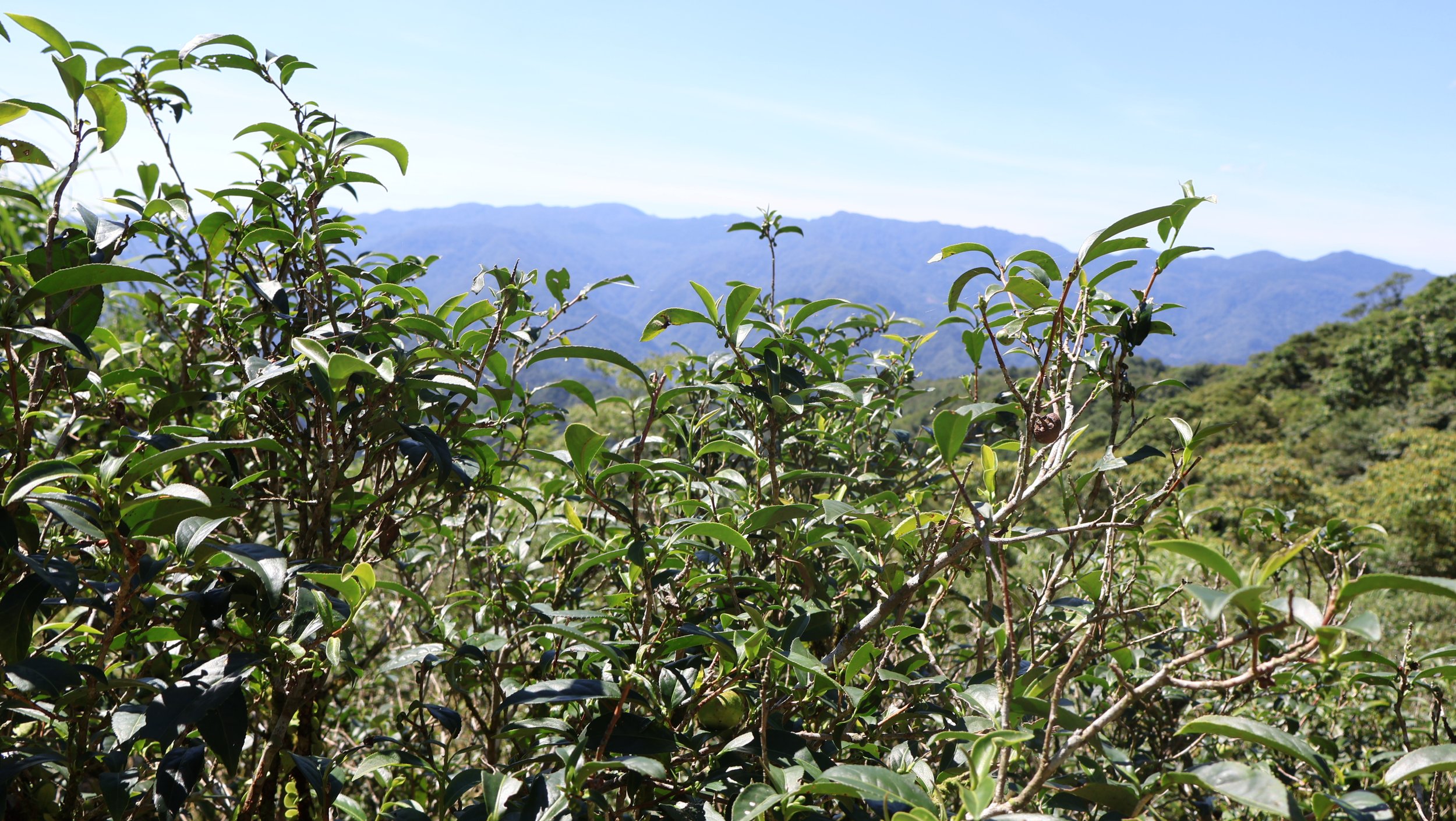 坪林・自然農法/野放茶