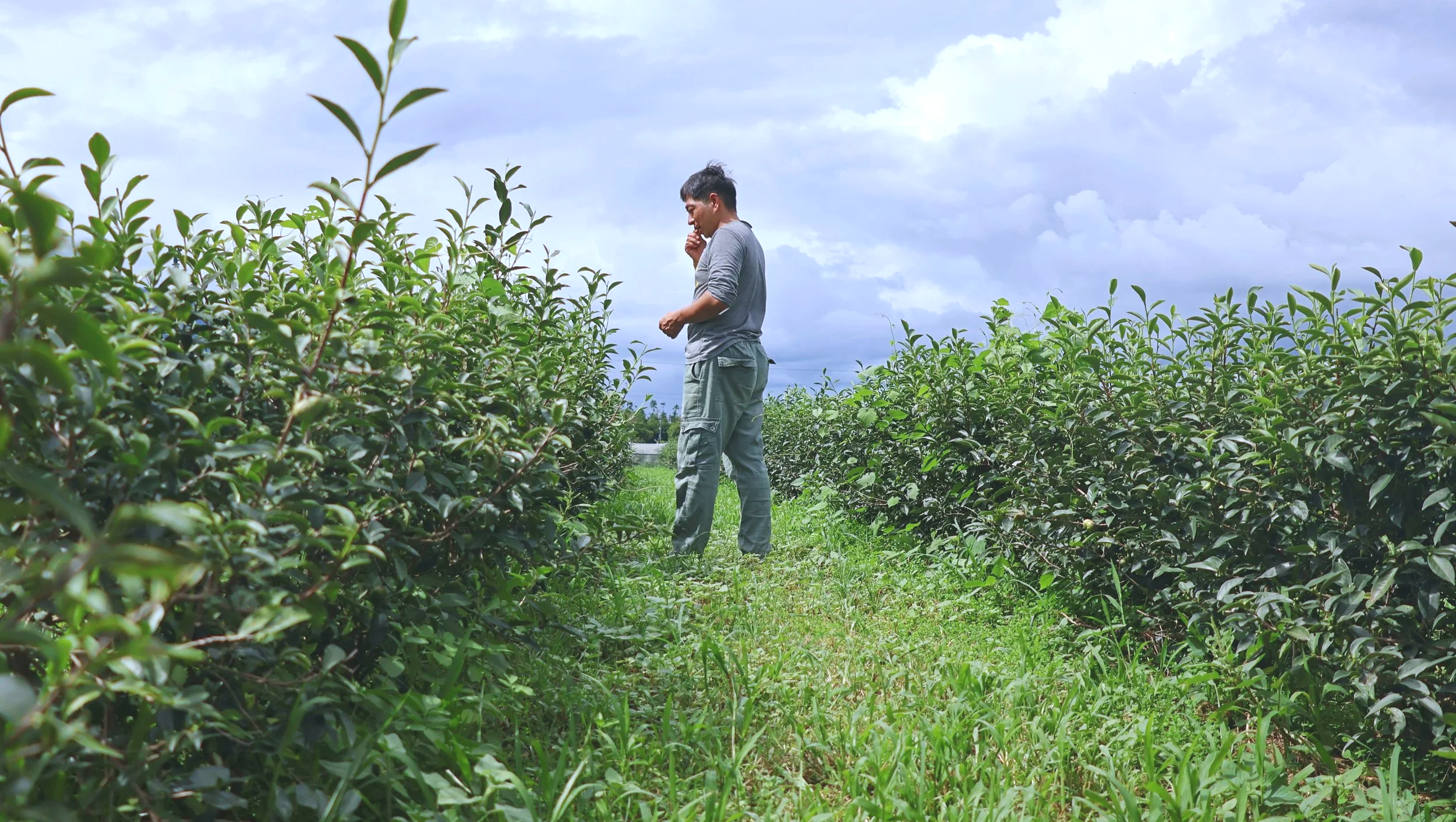 Luye's Organic Farmer Behind Taiwan's Native Shan Yun Tea