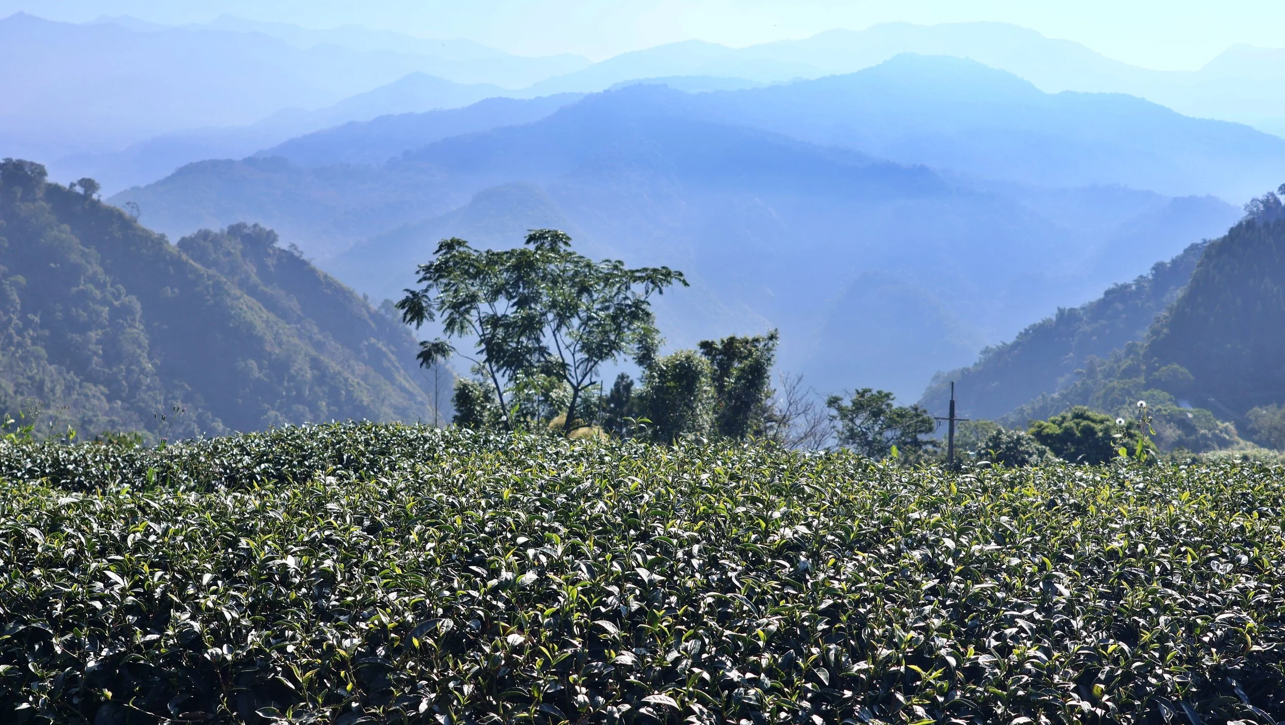 Alishan・Tea Tasting with a Champion Tea Maker ＆Judge 