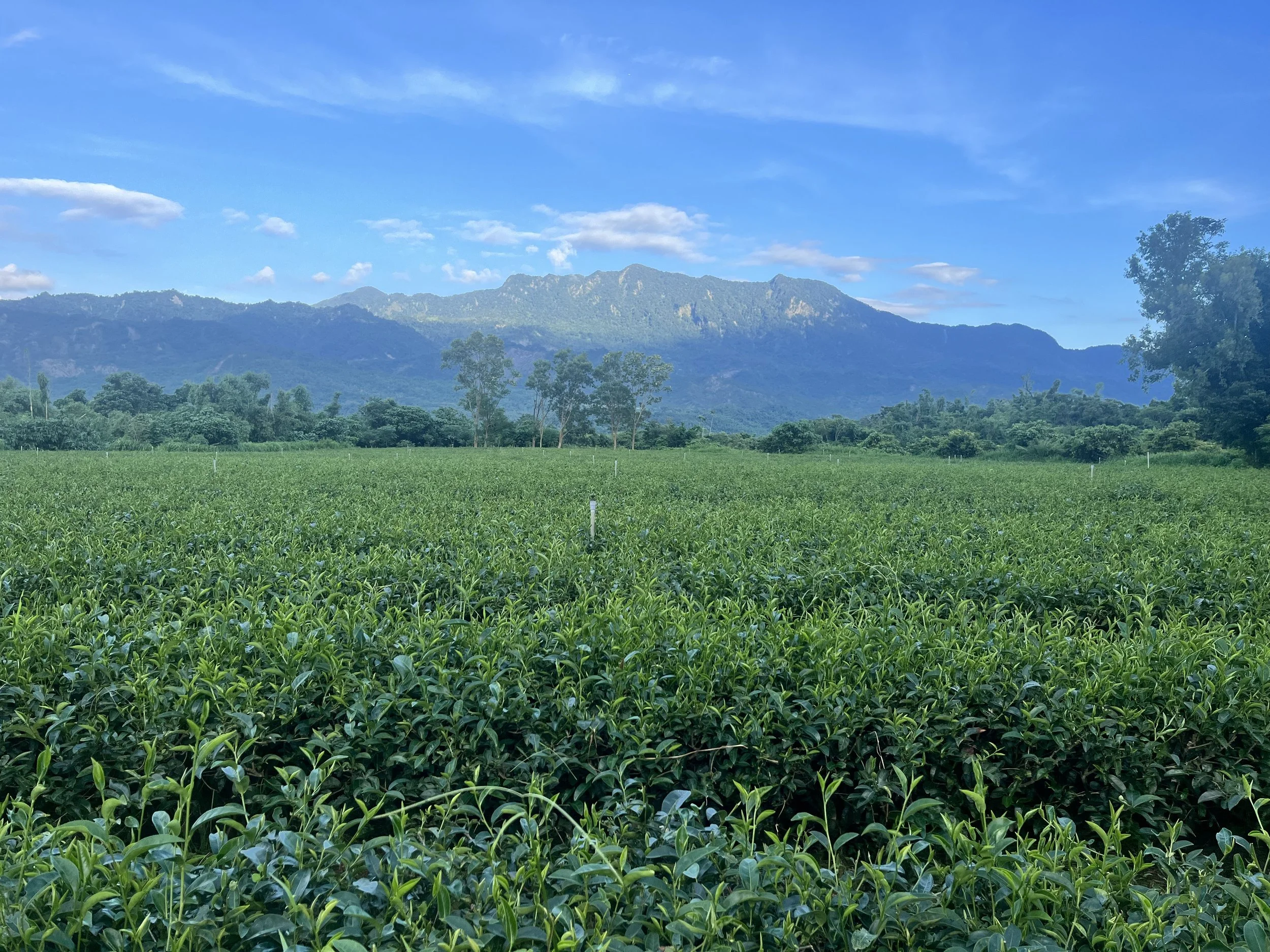 Luye Red Oolong Flavor Festival