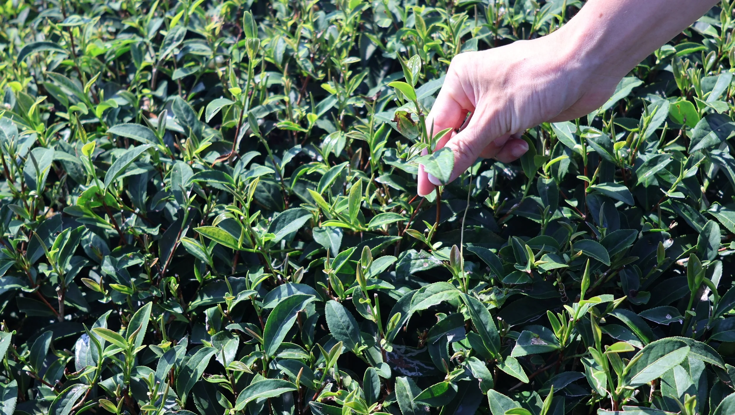 The T Scout|Alishan Tea Tasting with A Campion Tea Maker