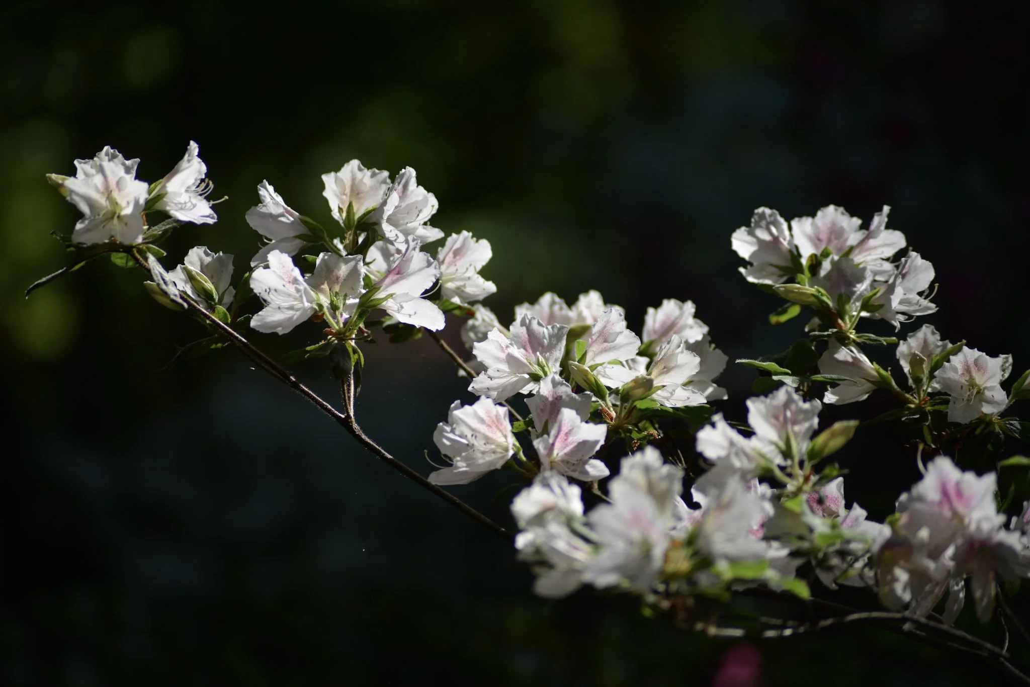 flower-whitee.jfif