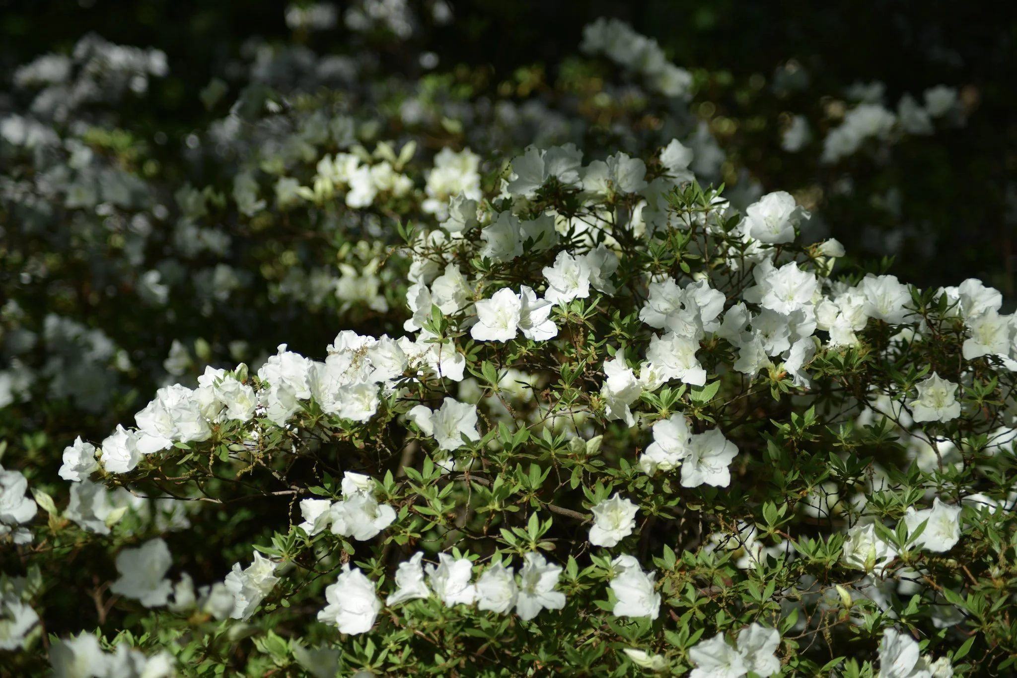 white-flower.jfif