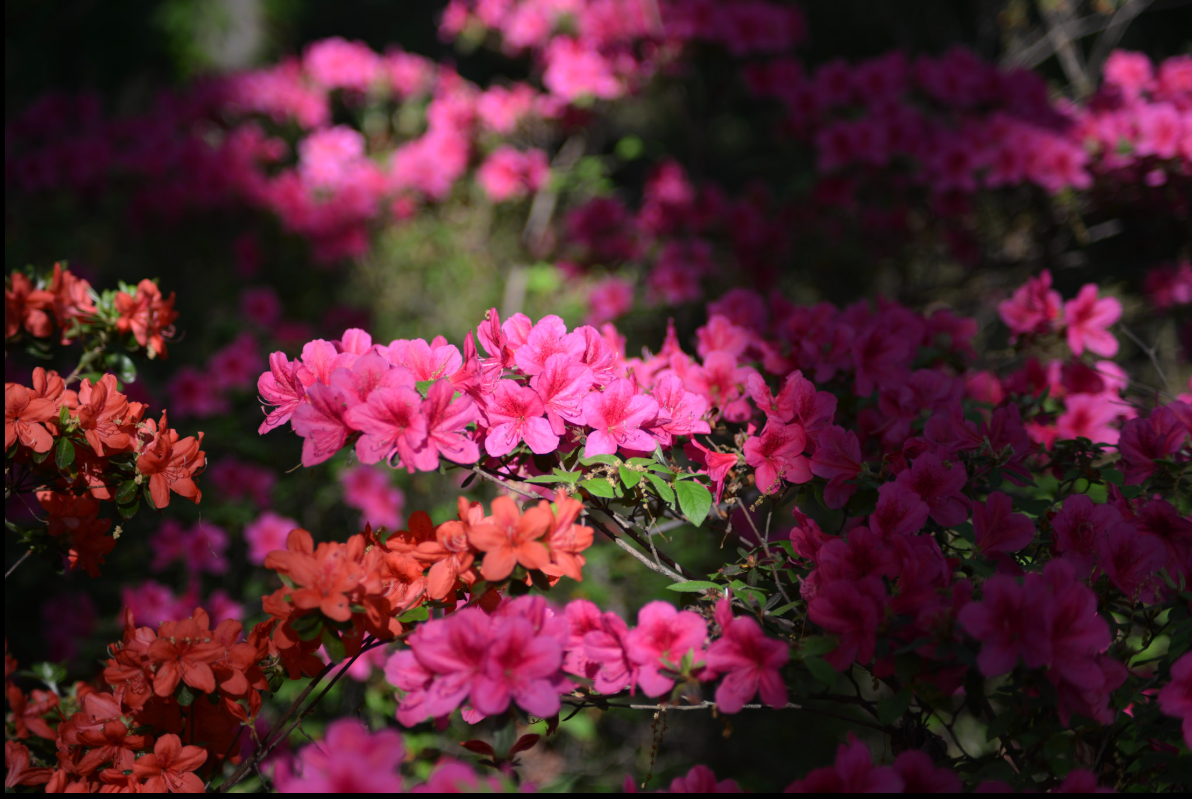 flower-photo.png