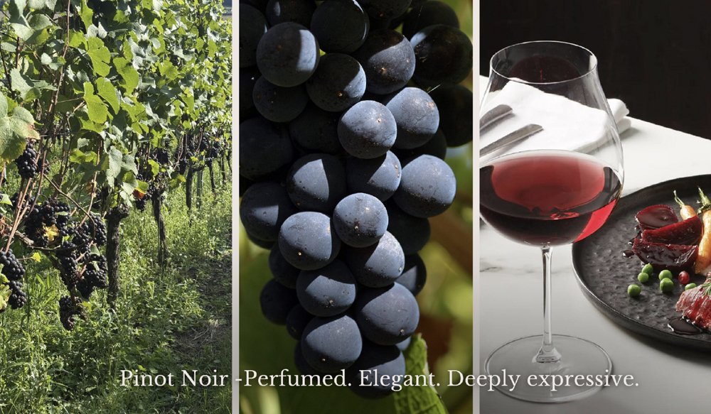 Porongurup Pinot Noir vines, ripe dark grapes and a glass of red wine displayed together.