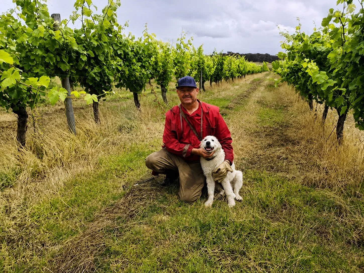 Bunn Vineyard