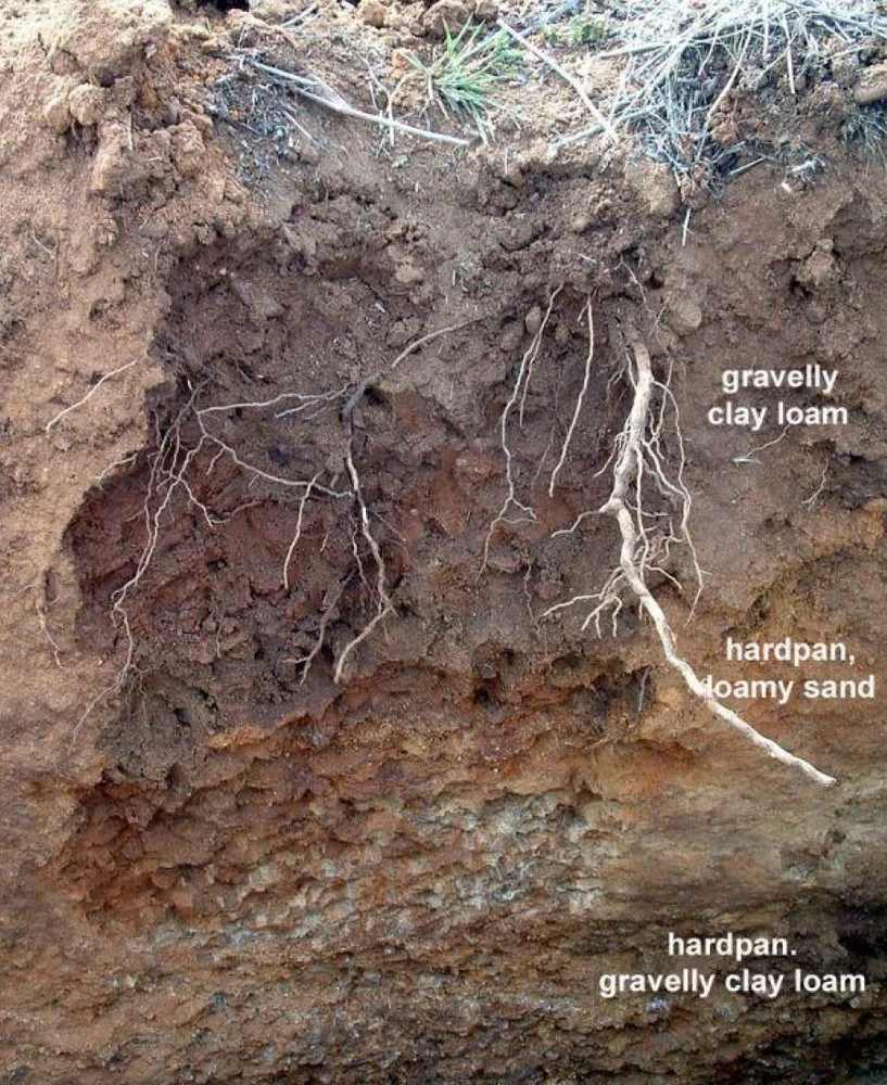 Cross-section showing the gravelly clay-loam soil layers found within the Denmark wine region.