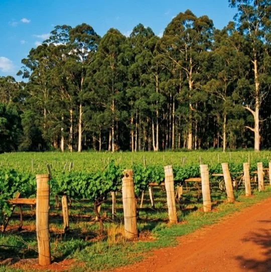 Rows of green vines beside a red dirt track, bordered by tall eucalyptus trees at a Fervor Wines vineyard.