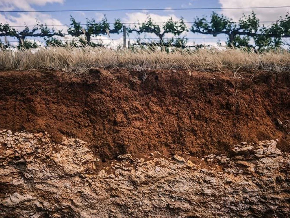 Exposed gravelly loam and clay soil beneath vineyard rows in Frankland River.