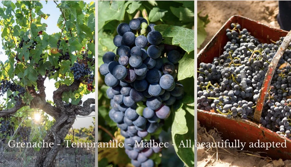 Vineyard vines, dark wine grapes and freshly harvested fruit from Frankland River.