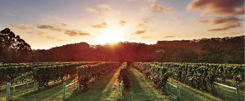Sunrise over rows of vines at a Denmark vineyard.