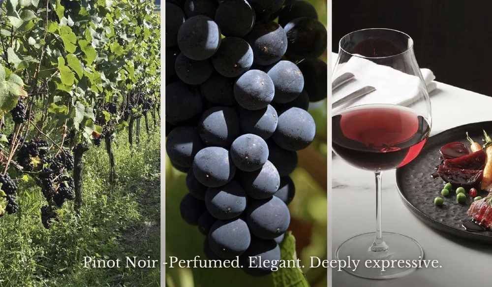 Pinot Noir vines, ripe dark grapes and a glass of red wine displayed together.