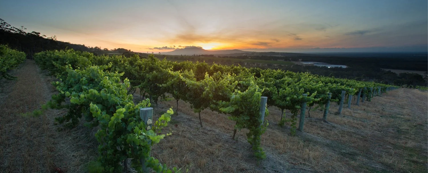 Rows of green vines overlooking the Porongurup countryside at sunset.