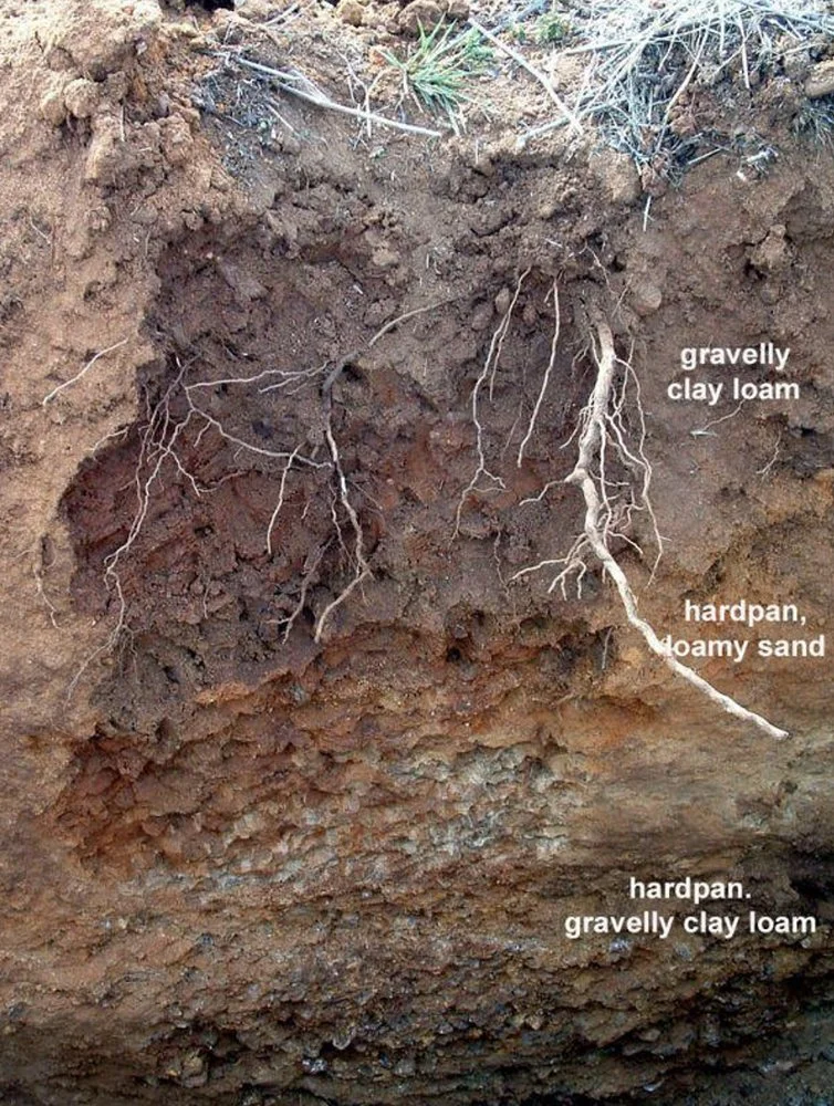 Cross-section showing the gravelly clay-loam and ironstone soil layers found around Mount Barker.