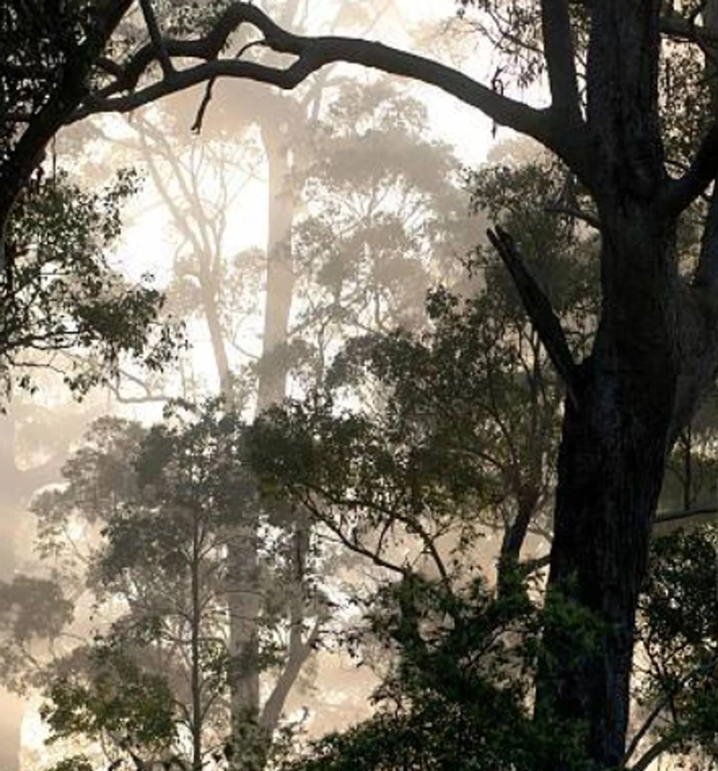 Sunlight filtering through tall native trees in a Great Southern forest.