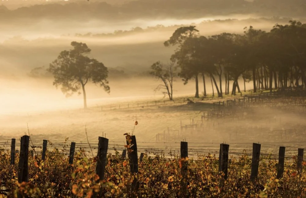 Morning mist across a Frankland River vineyard surrounded by eucalyptus trees.