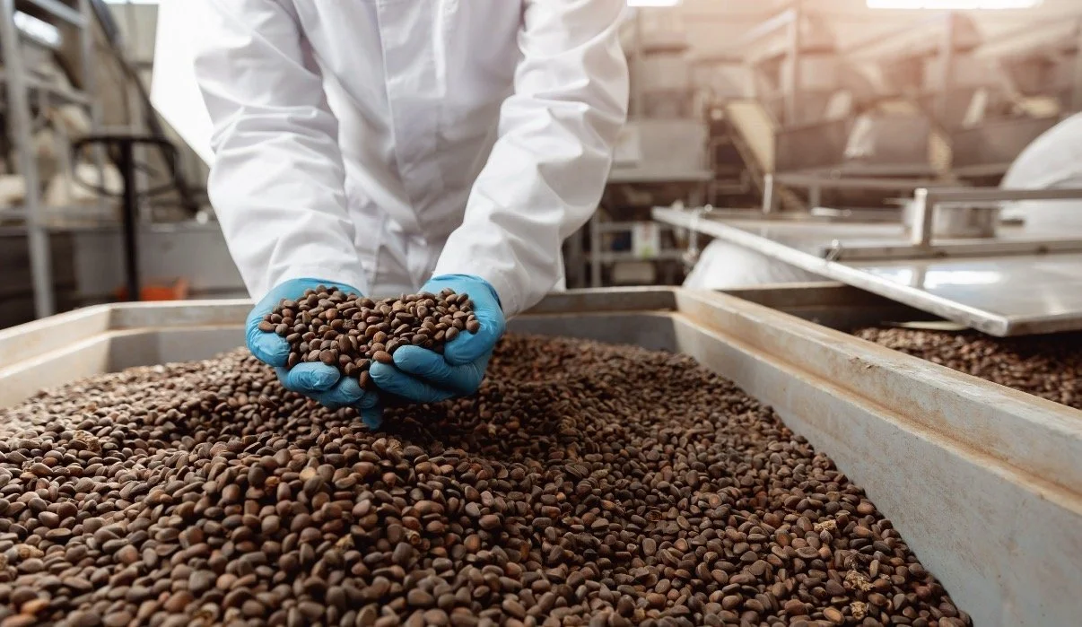 Person in white coat and blue gloves inspecting roasted coffee beans in a factory.