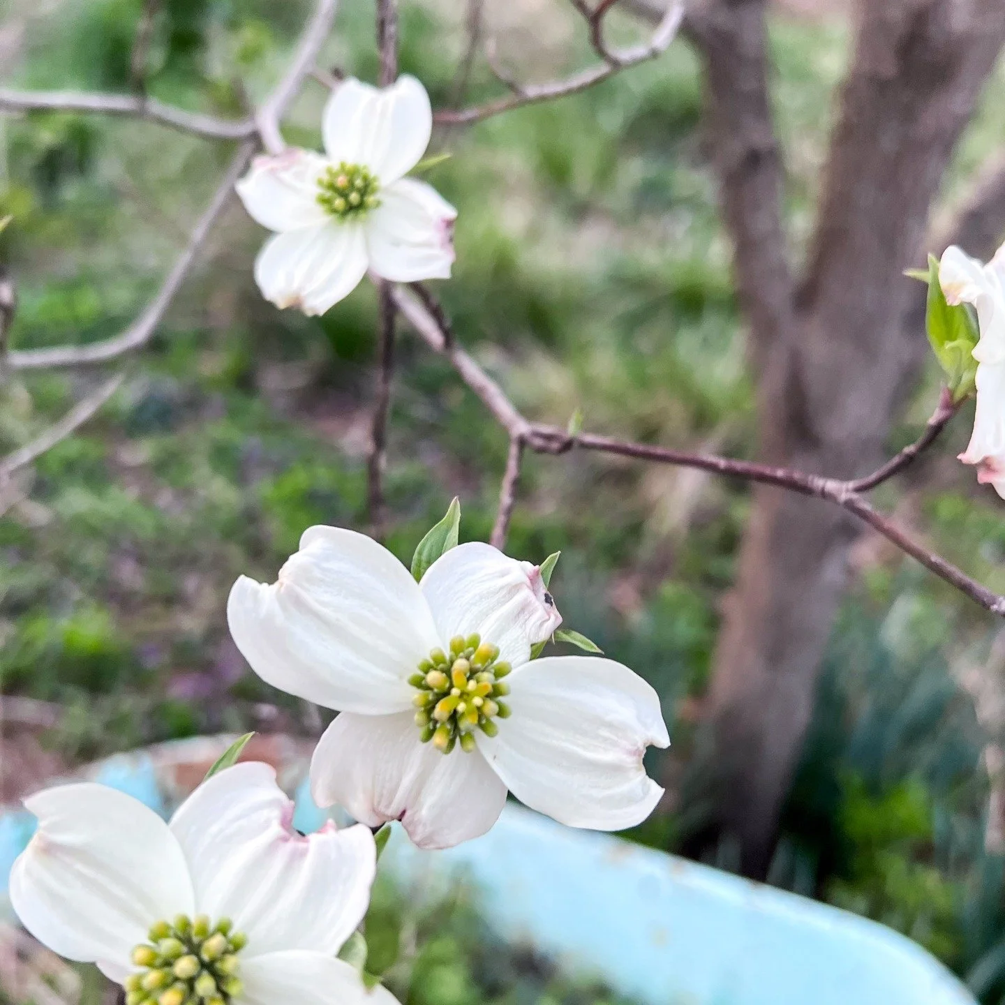 It is officially spring in Virginia! 

The spring peepers are out, and the flowers are blooming *swoon* Consequently, I'm out every day in my yard checking out who's living their best lives. 

Here's a slideshow of pictures I took in my yard today. I