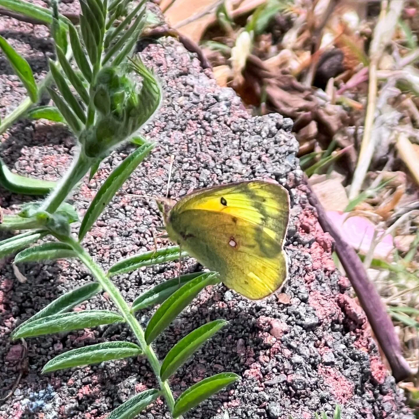 Either a Clouded sulphur or an Orange Sulphur butterfly has been flitting about the garden distracting me from my work for the last few days. 

Almost every day I can be found running around my yard taking pictures of fast, tiny bugs hanging out on f