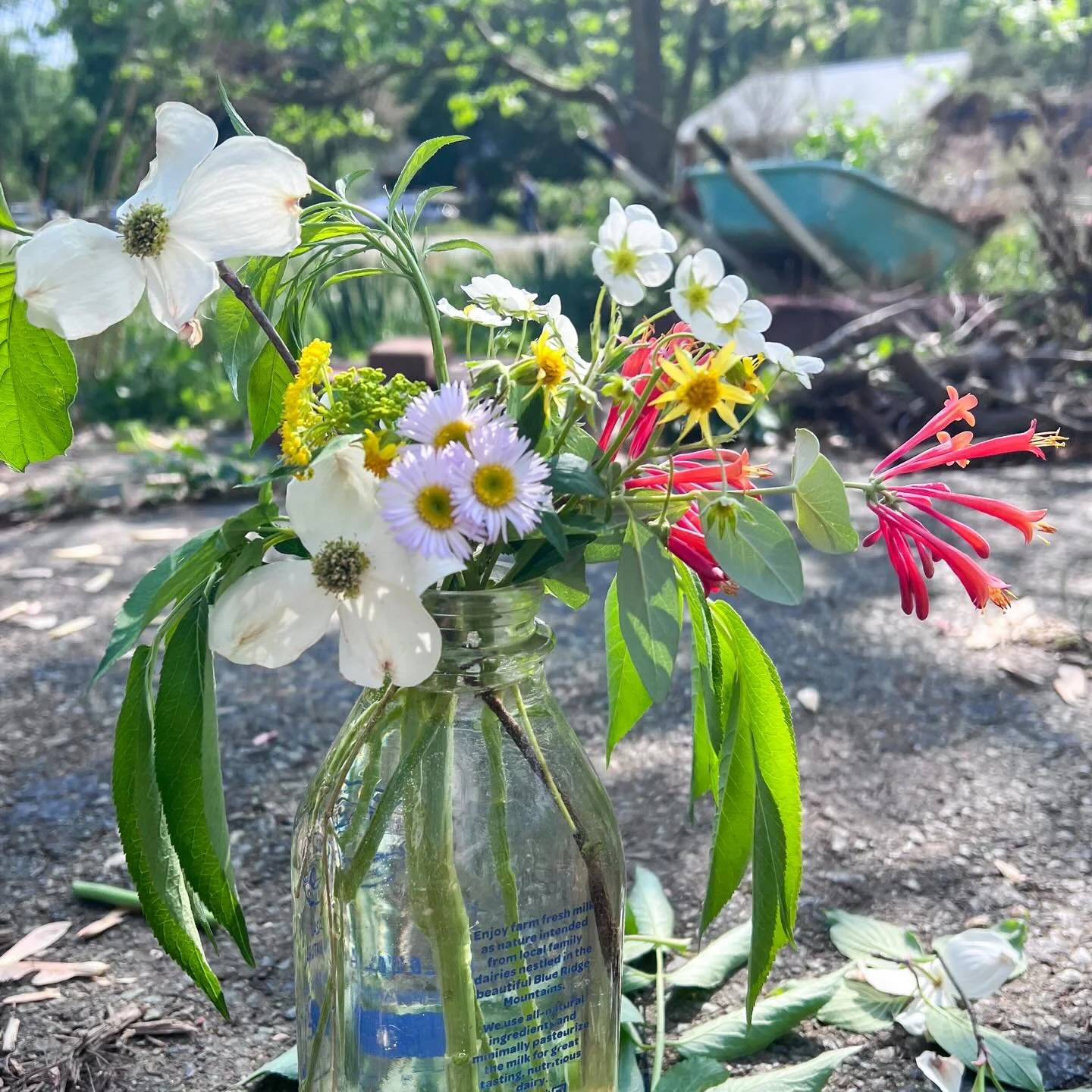 Generally, I prefer to leave the flowers for the little critters in my yard for food and shelter (hello 🐝), but sometimes I like to share the love. 

I made this little bouquet of wildflowers from my meadow to brighten the classroom of the entrepren