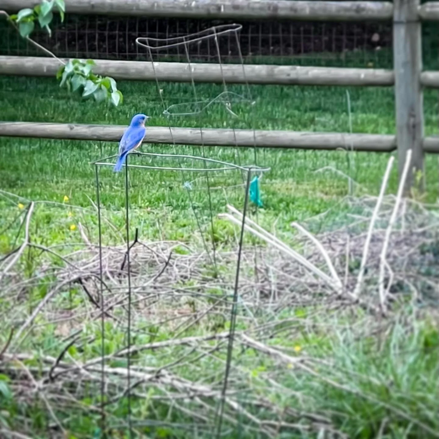 🎶 Bluebirds in the garden make me happy 🎶