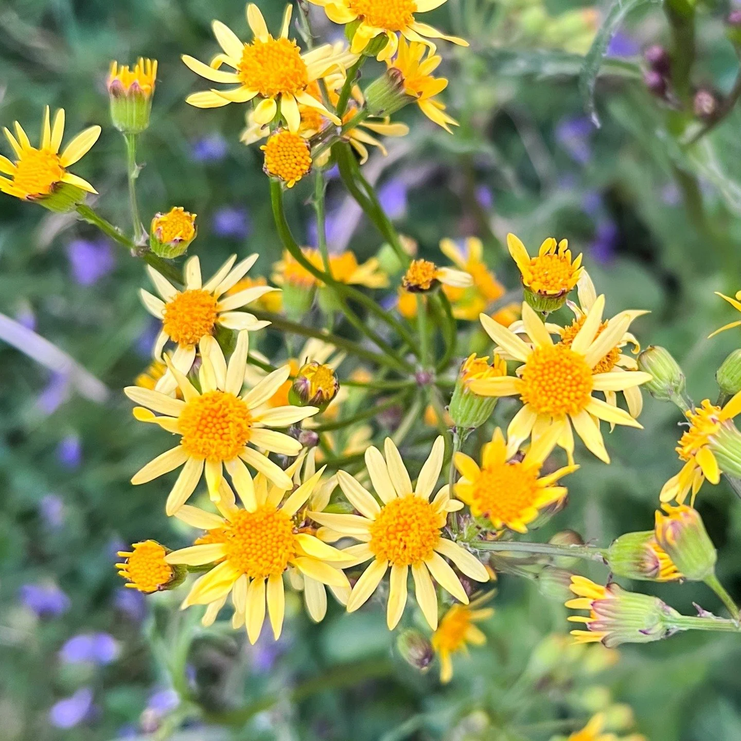 From start --> to --> finish. Golden ragwort's bloom season is coming to an end in my meadow, but now I get to see these little cutie puffballs!
