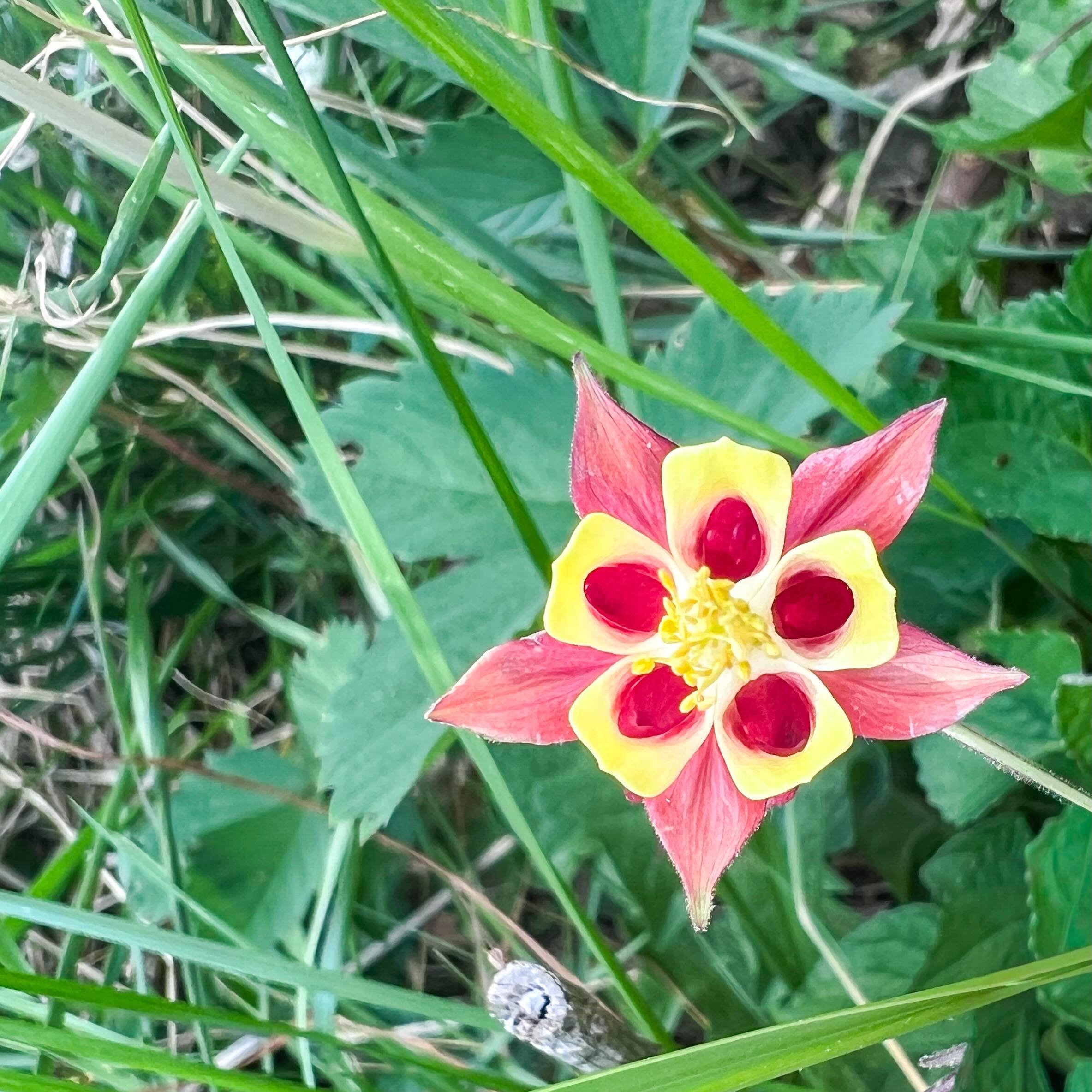 Did you know we have a columbine plant that is adapted to live here in Virginia? Her fiery colors and deep nectar pockets make her an excellent hummingbird plant.