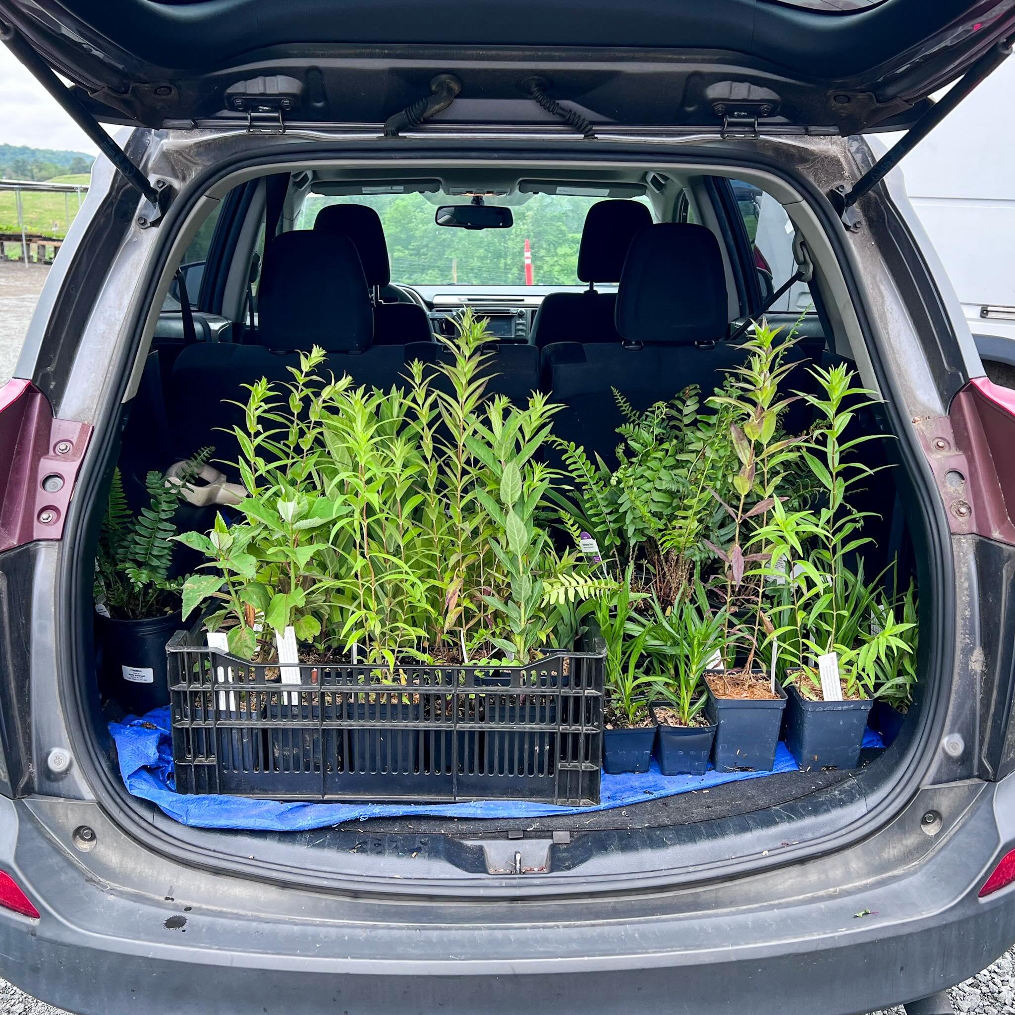 My car living its best life 🌱✨ 

a.k.a. me on my way to a client after a plant pick up at the wonderful @hillhousenativeplants