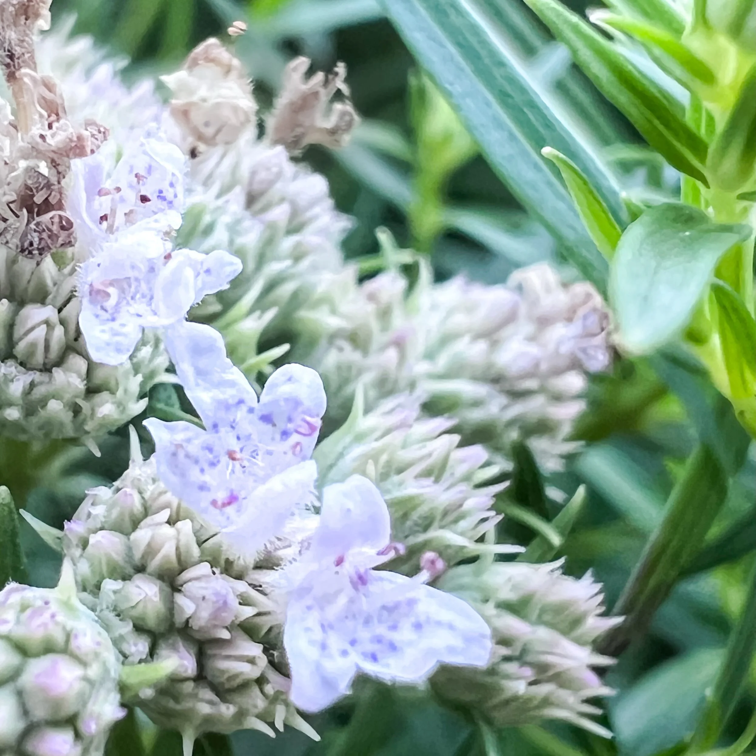 Blooming in my garden at the moment: Zoomed in slender mountain mint (Pycnanthimum tenuifolium) ➡️ to a zoomed out picture of the bushy growth of this magnificent Virginia native plant.

Teeny tiny flowers like these are used by many of the beneficia