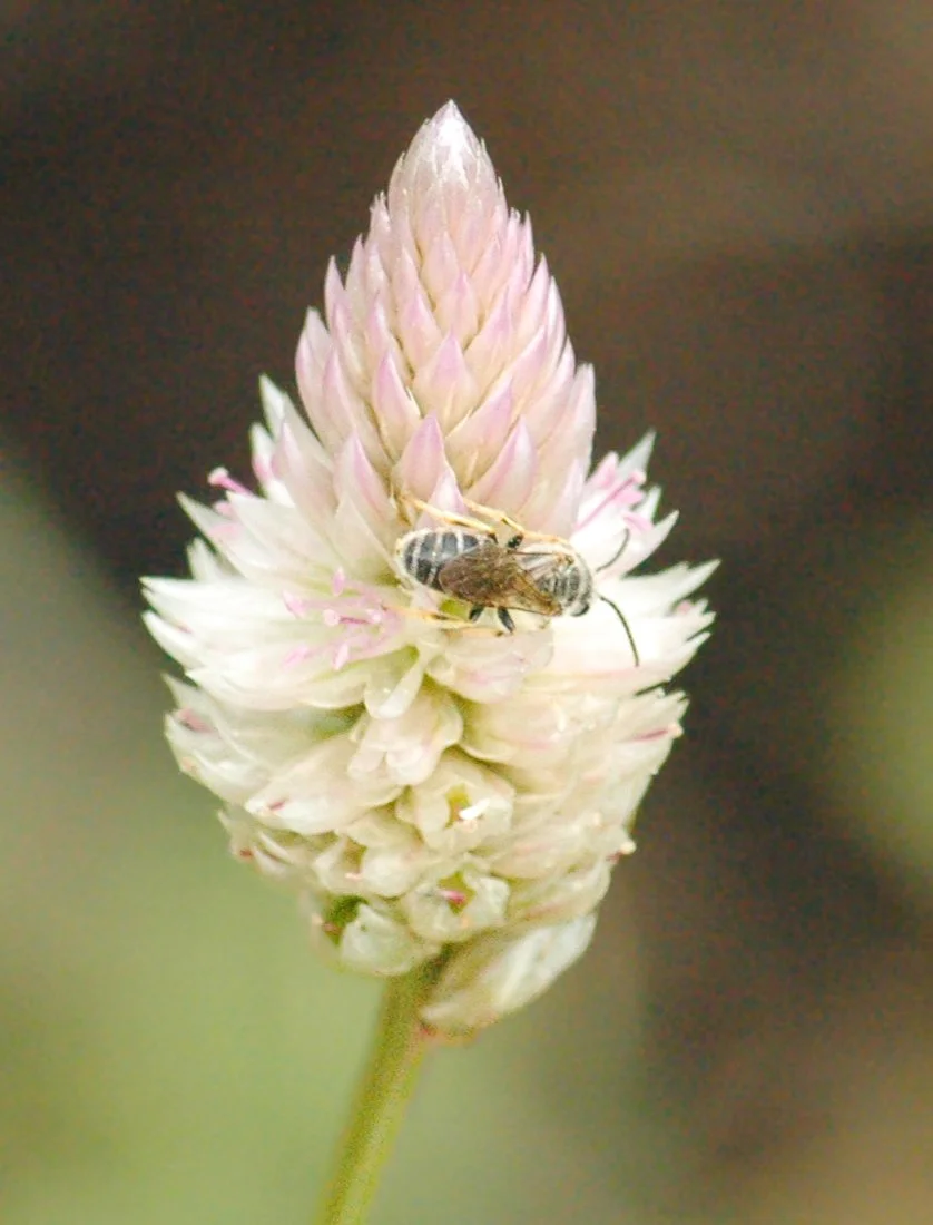 Small Native Bee