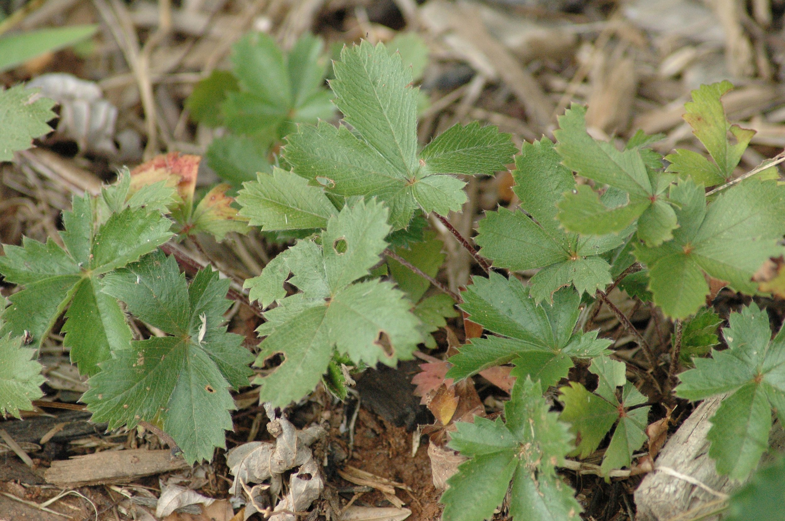 Dwarf Cinquefoil