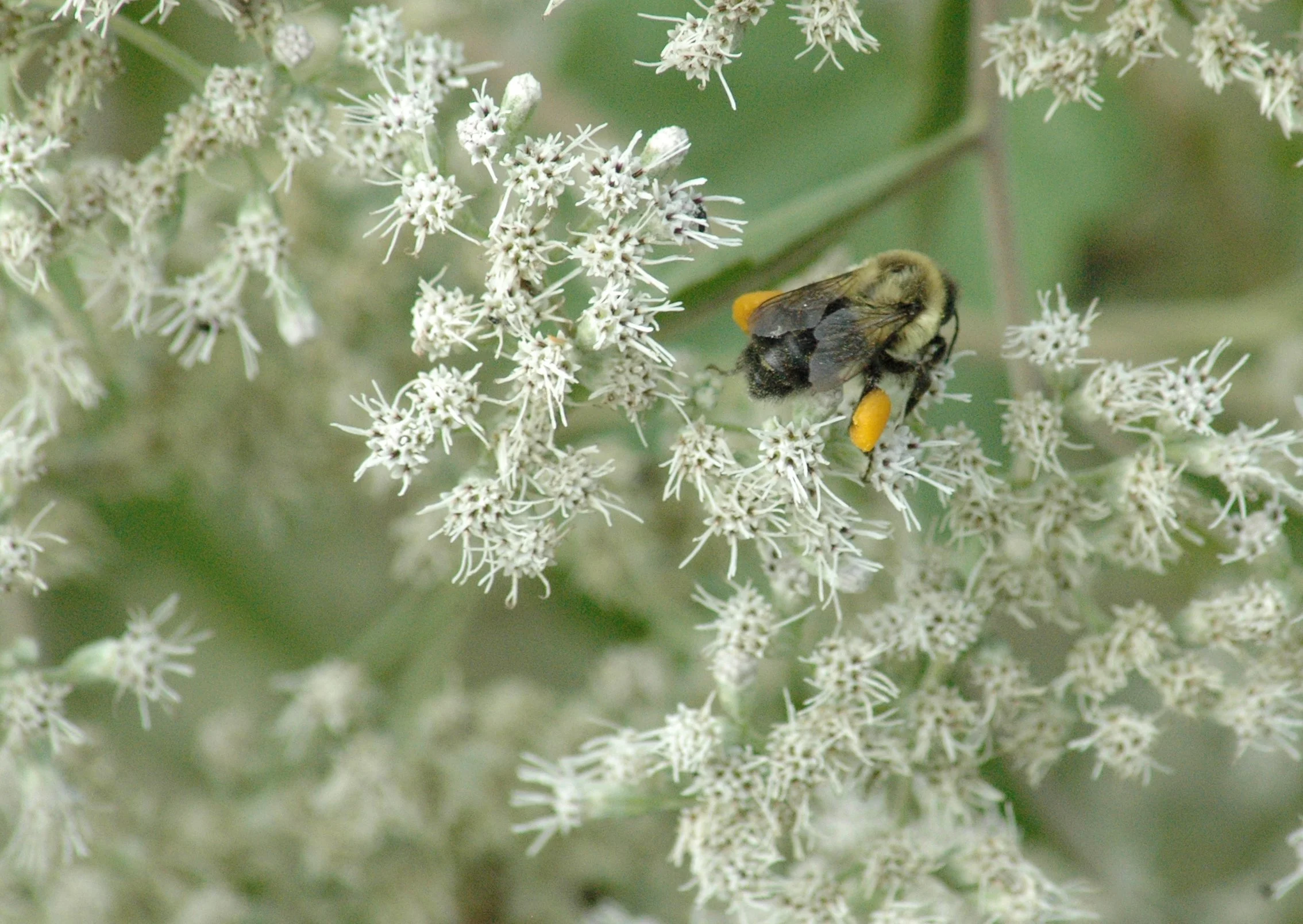 Common Eastern Bumble Bee