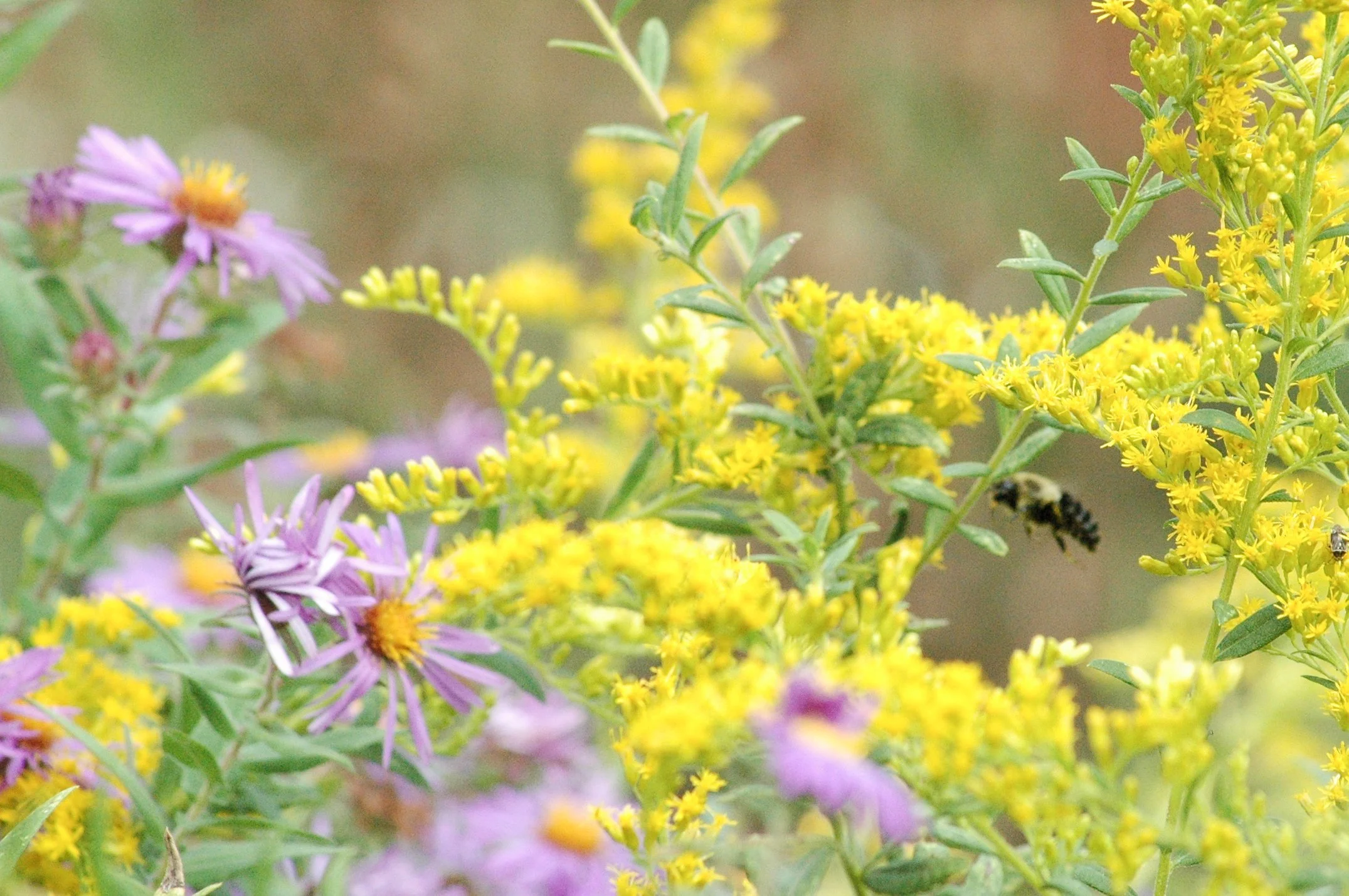 Tall Goldenrod and New England Aster