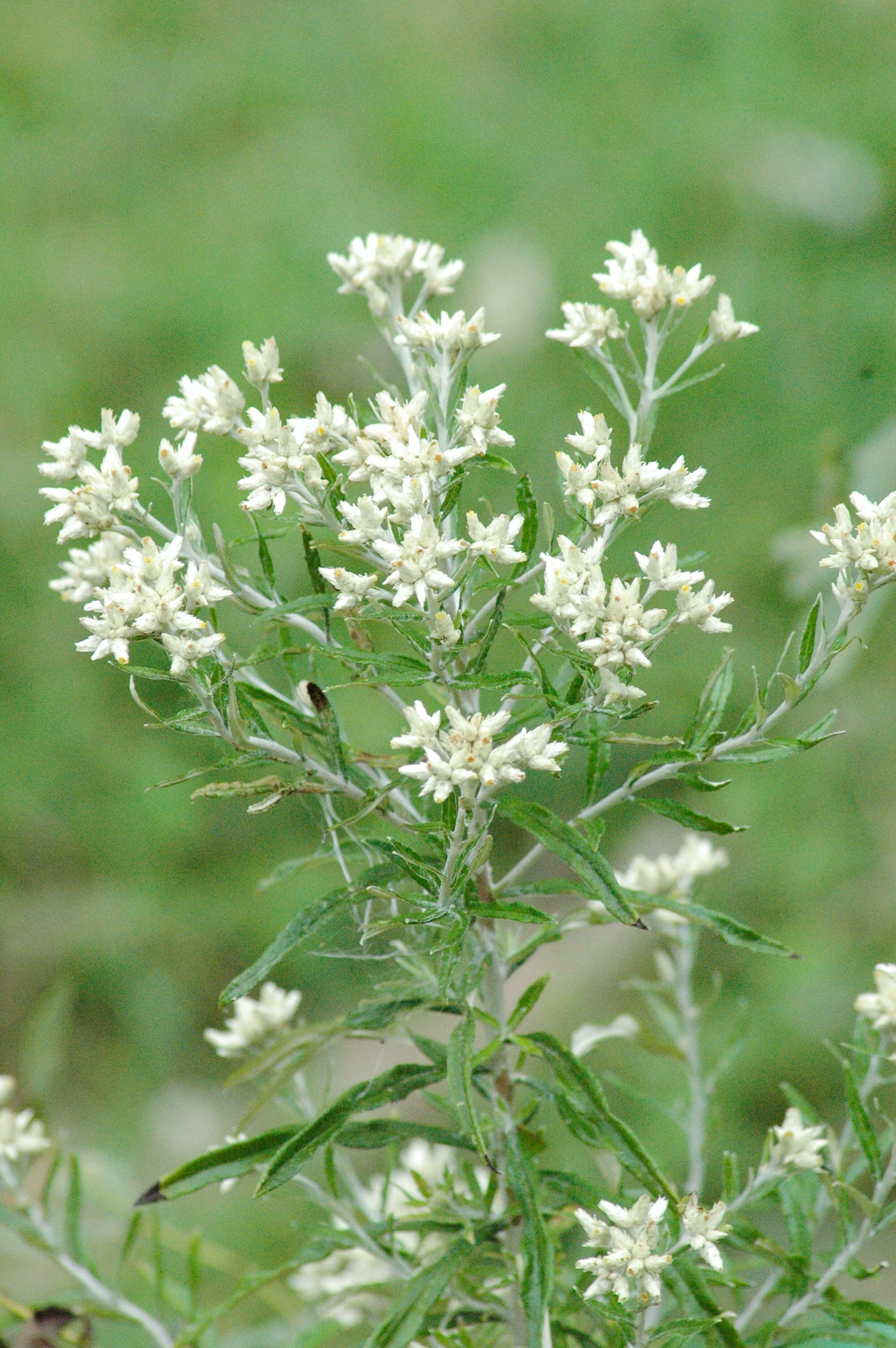 Sweet Everlasting or Rabbit Tobacco