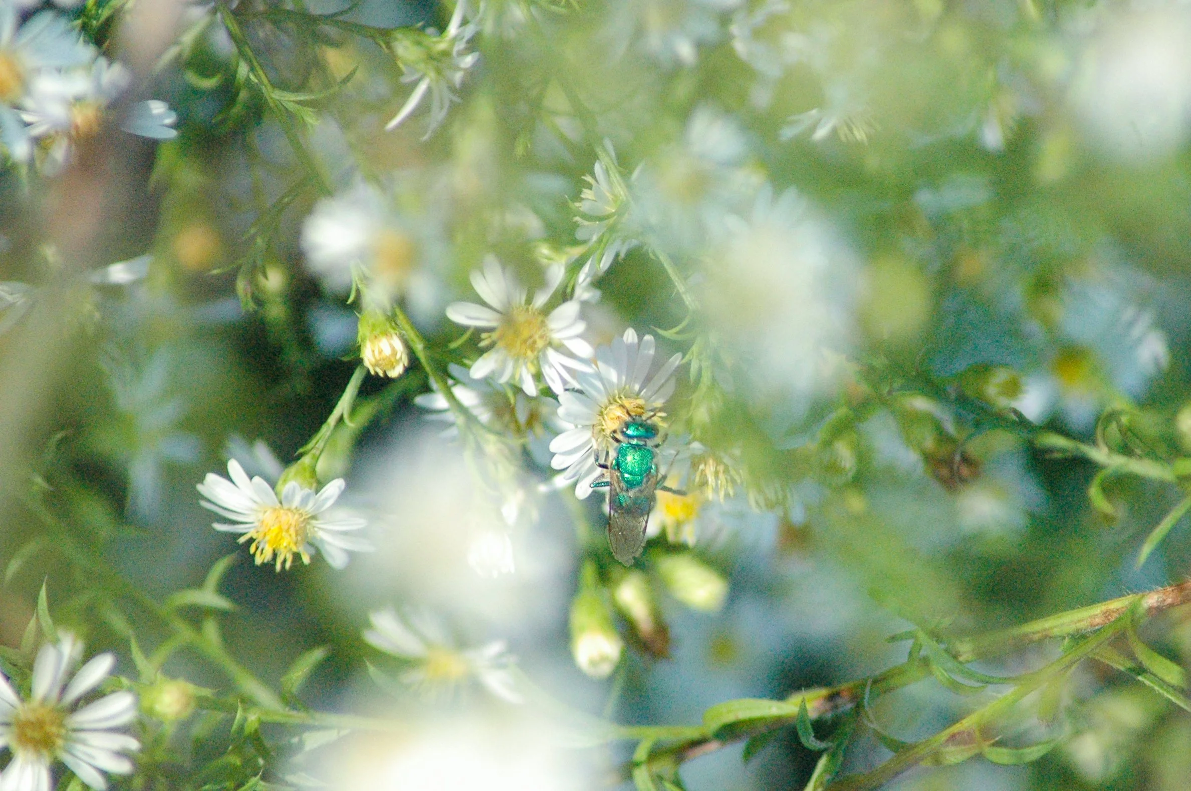 Metallic Green Sweat Bee