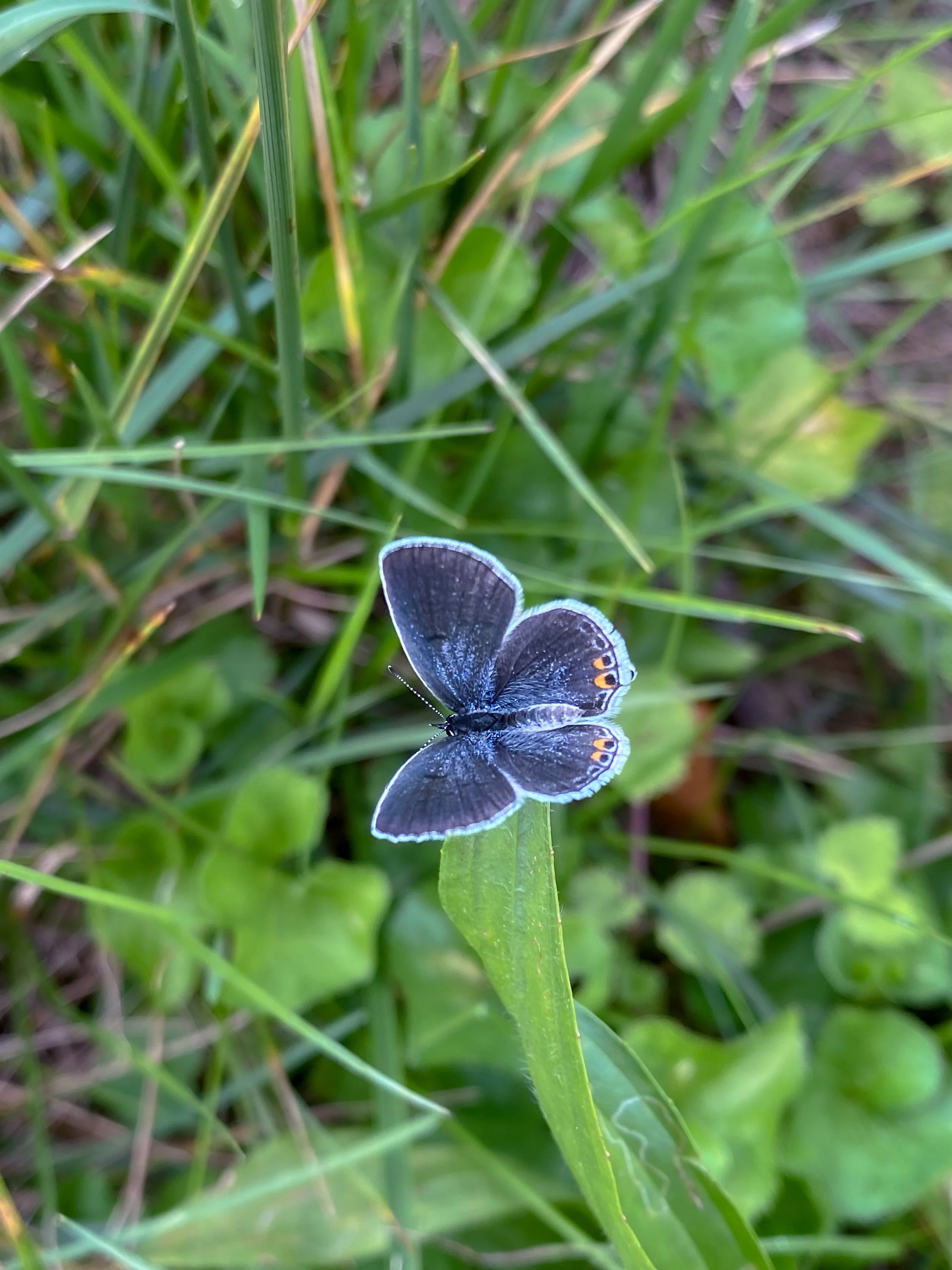 Eastern Tailed Blue