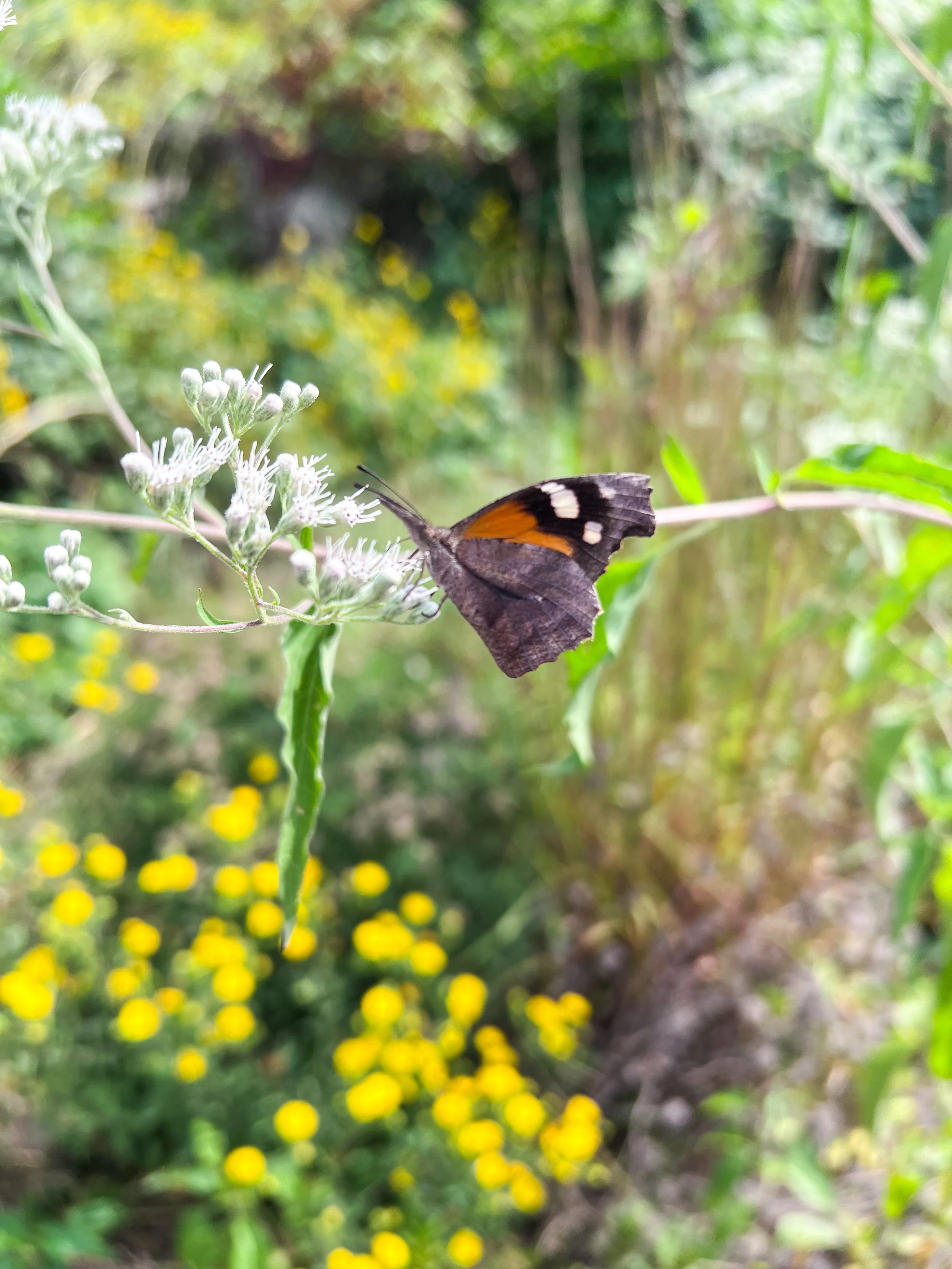 American Snout Butterfly