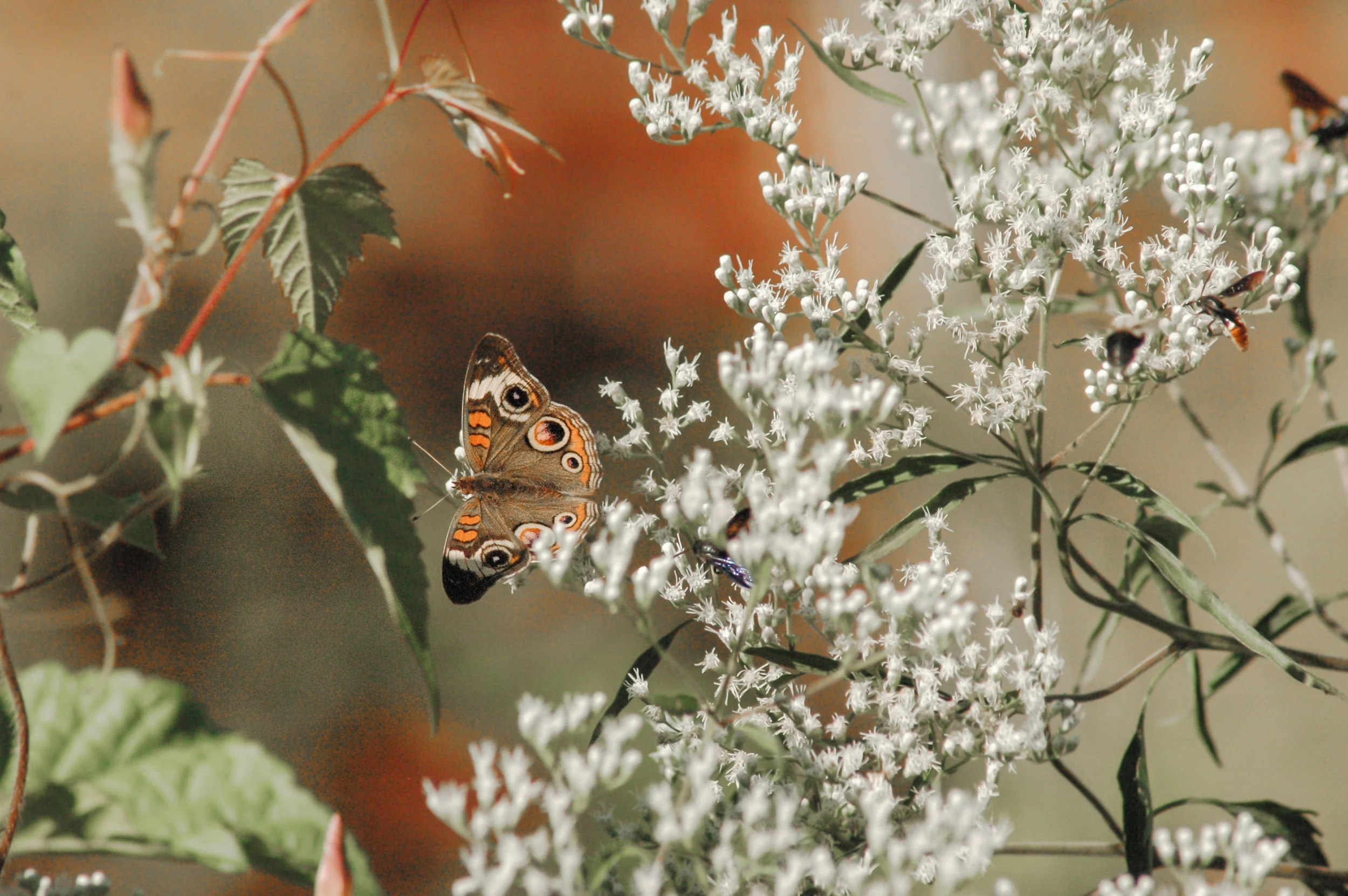 Common Buckeye Butterfly