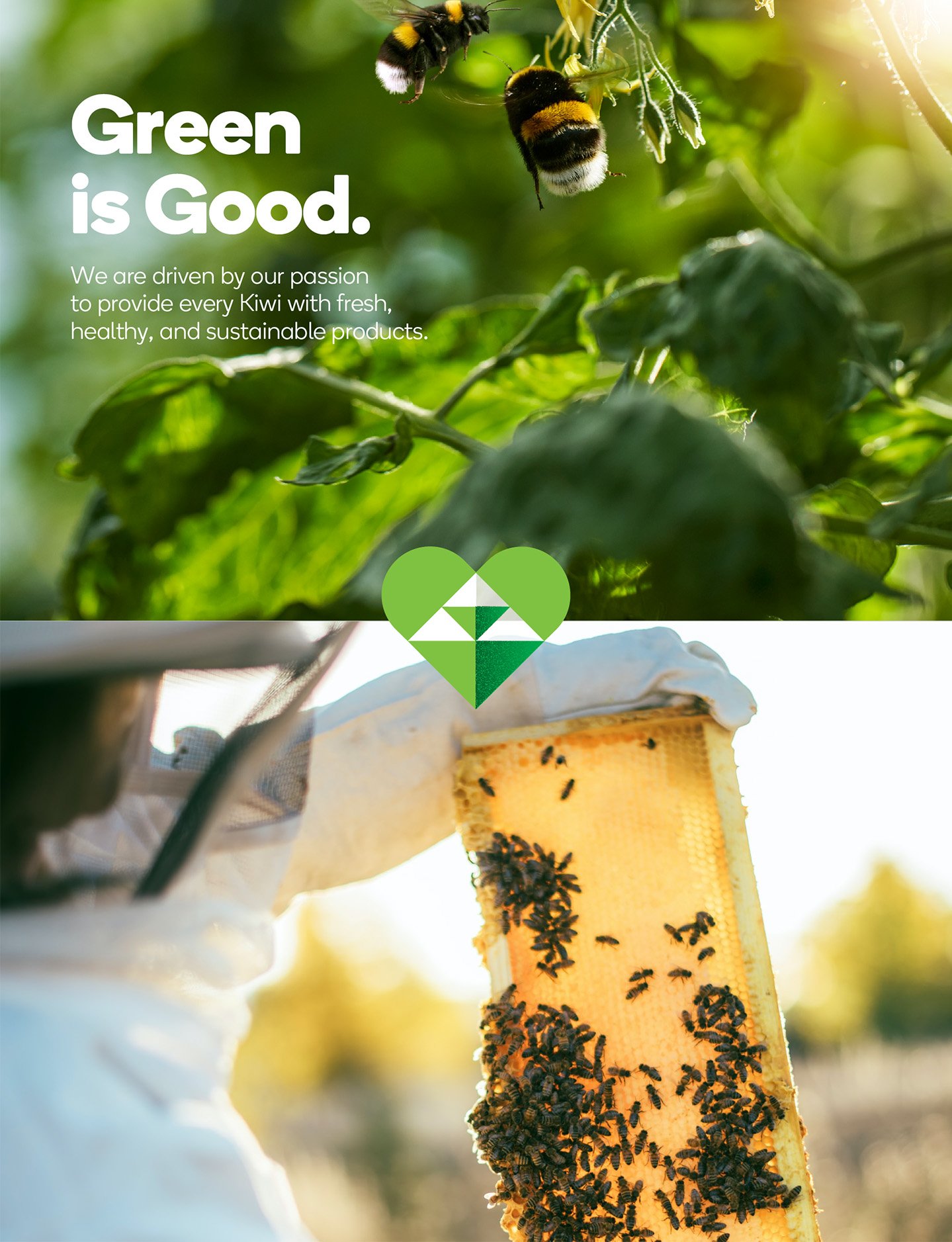 Photo of person holding honey comb slide with bees on it.