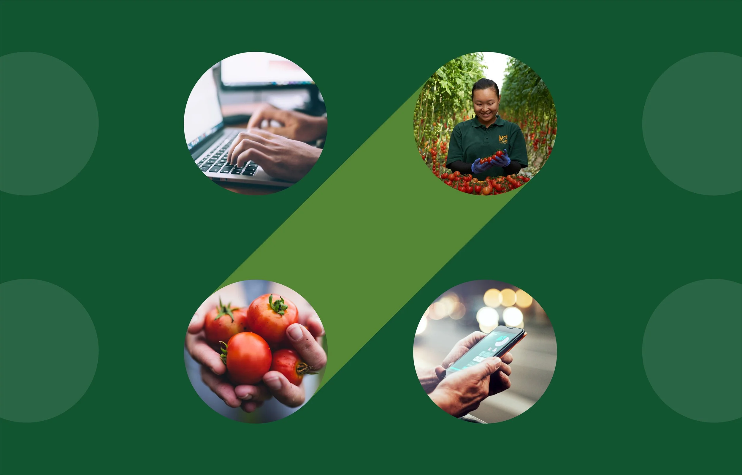 A graphic design with a green background featuring four circular images connected by a diagonal green band. The top left circle shows hands typing on a laptop keyboard. The top right circle shows a woman in a green uniform harvesting tomatoes in a greenhouse. The bottom left circle shows a close-up of a person holding a handful of ripe tomatoes. The bottom right circle shows a person holding and looking at a smartphone.