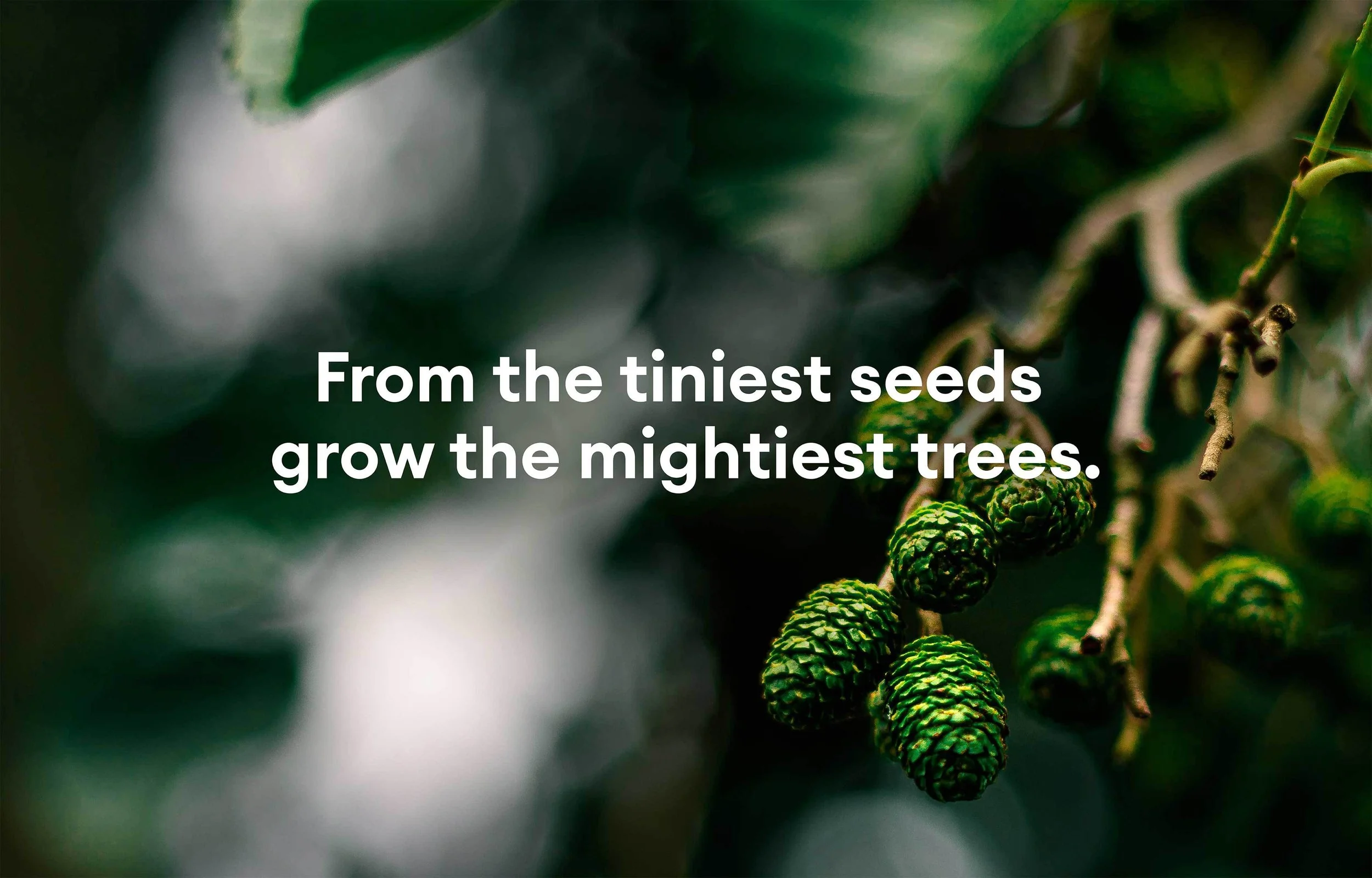 Close-up of green pine cones attached to tree branches with blurred background and an inspirational quote overlaid that says, 'From the tiniest seeds grow the mightiest trees.'