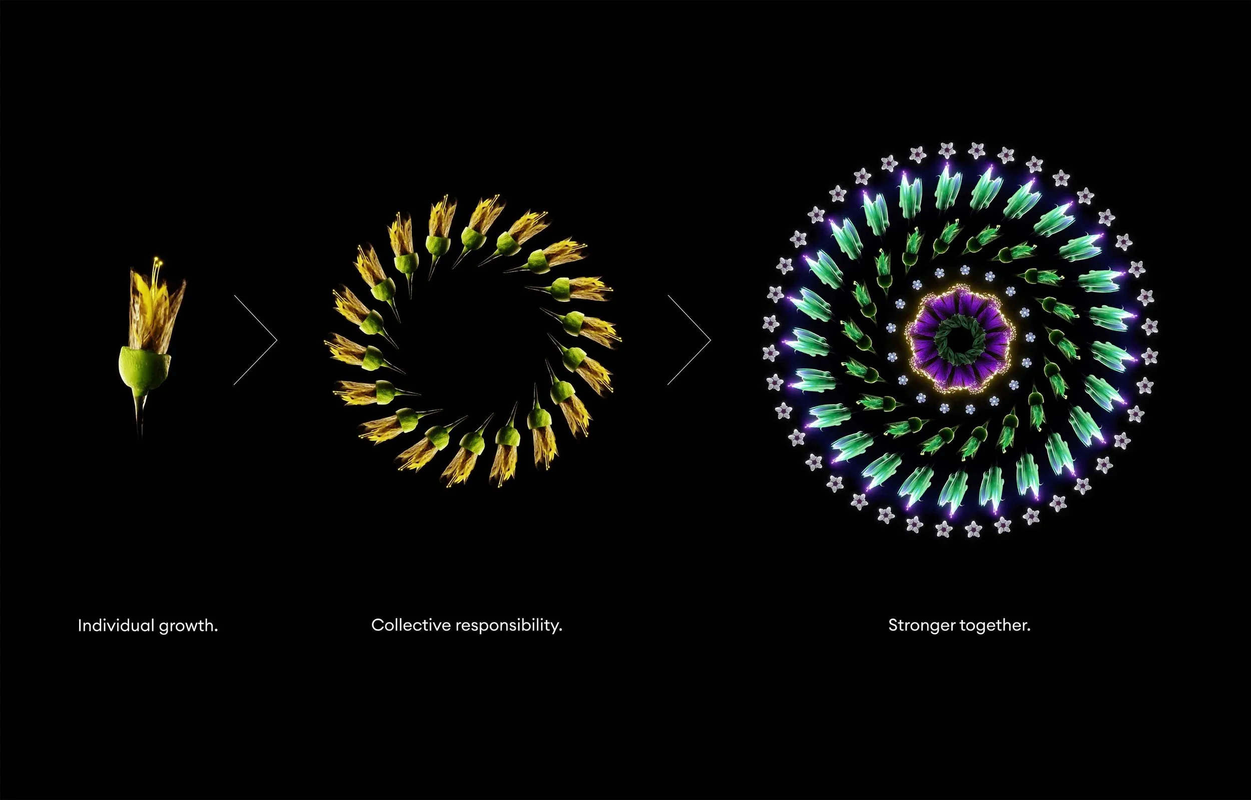 Progression of a flower from individual growth to collective responsibility to a vibrant, multi-layered, spiral flower arrangement.