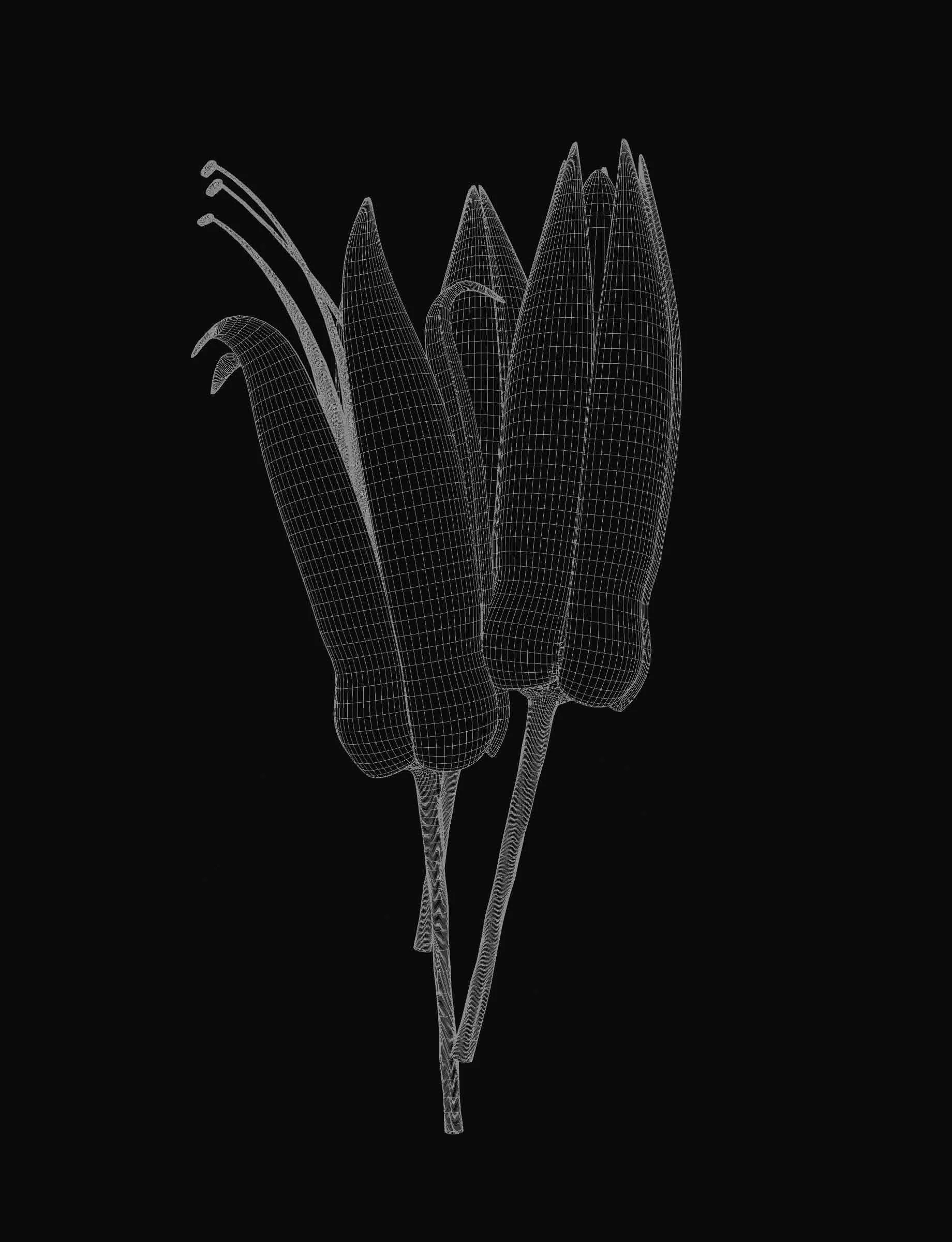 A digital wireframe model of a bunch of tropical flowers on a black background.